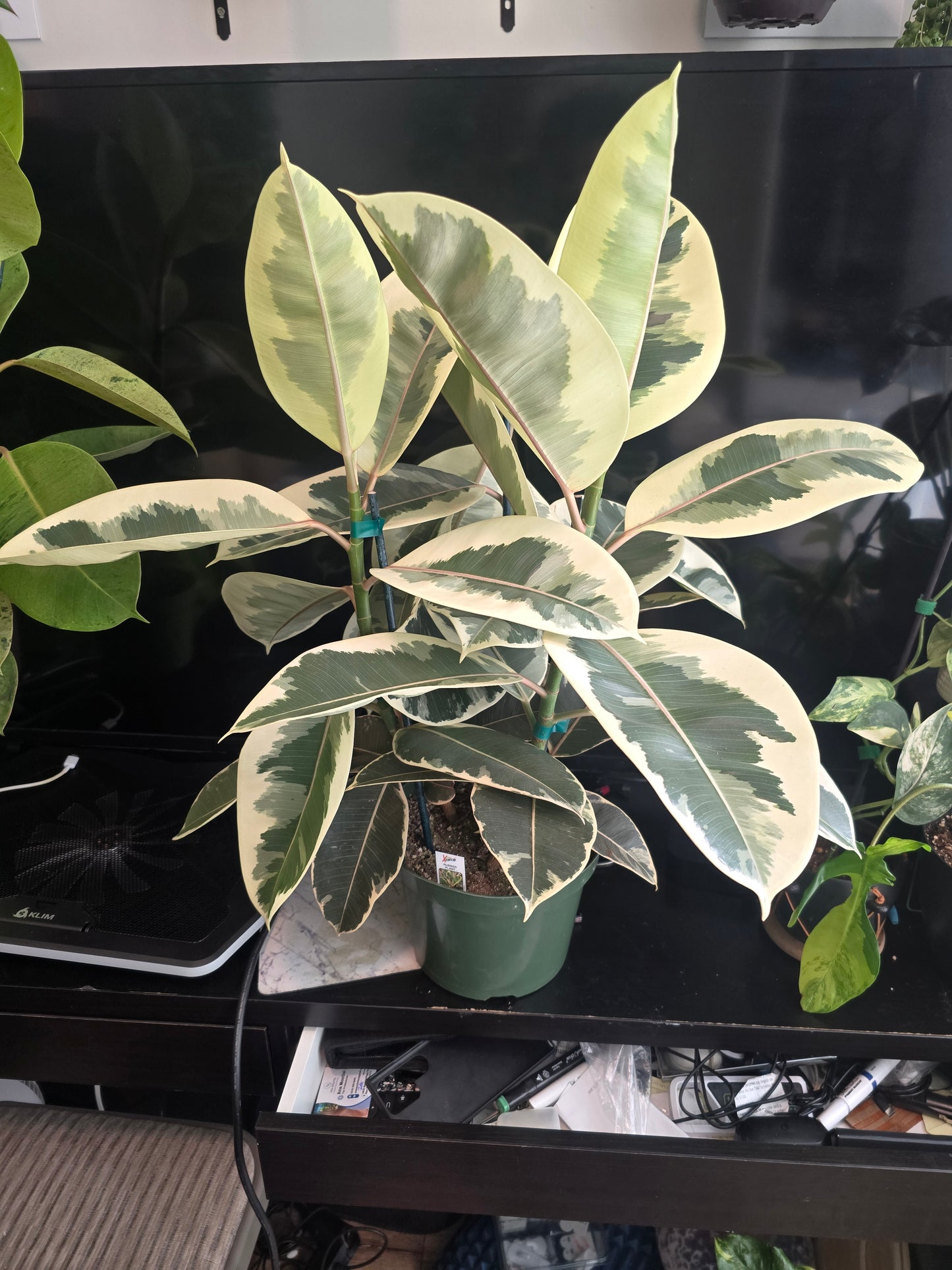 8" Pot - XL size Ficus elastica "Tineke" Variegated Rubber Tree - Get one similar to picture - 🪴 Voelk Art & Plants Inc 🪴