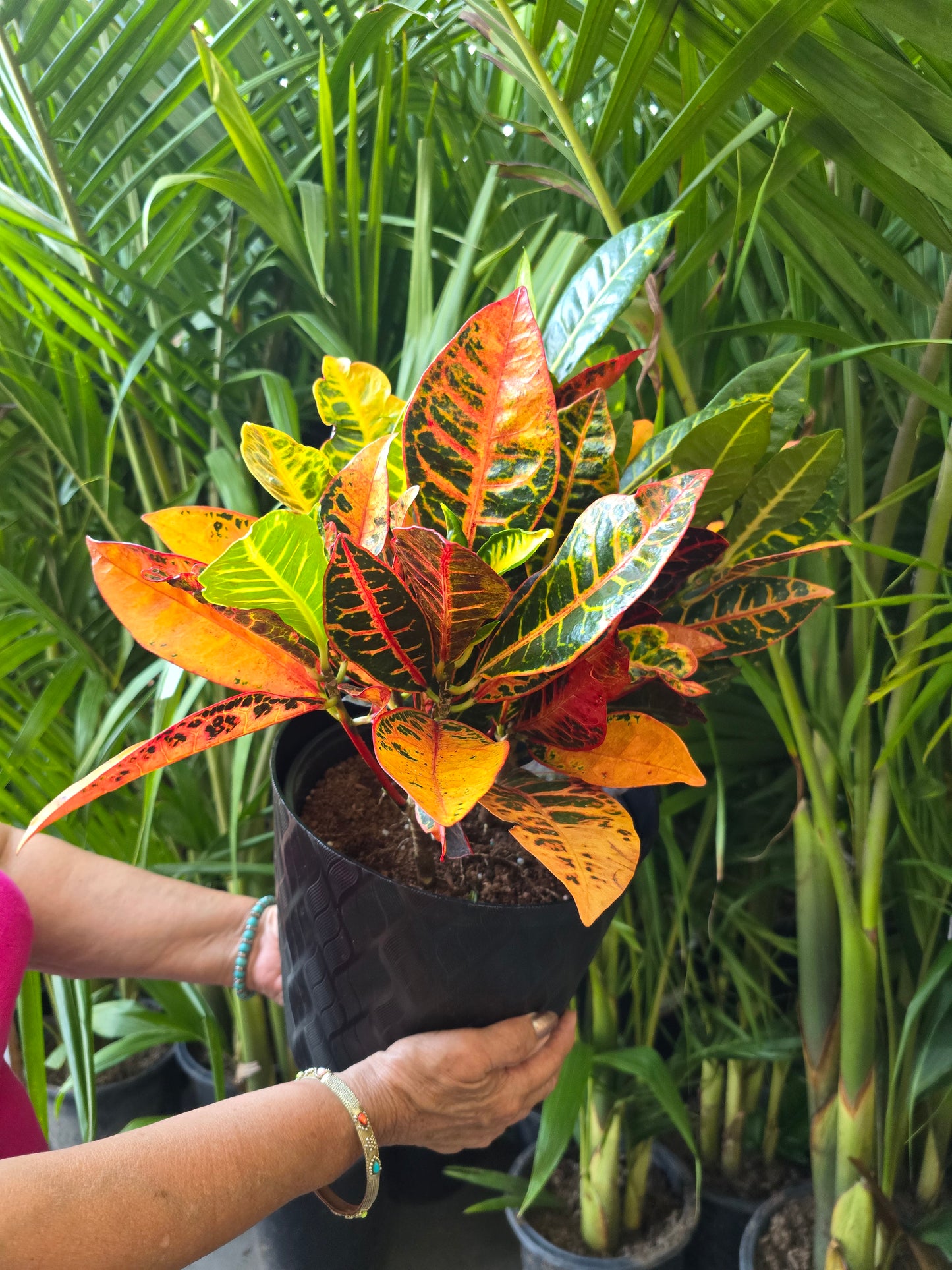 8in Pot - Croton, Petra - Codiaeum variegatum 'Petra' Easy care outdoor and indoor bright light - Get similar - 🪴 Voelk Art & Plants Inc 🪴