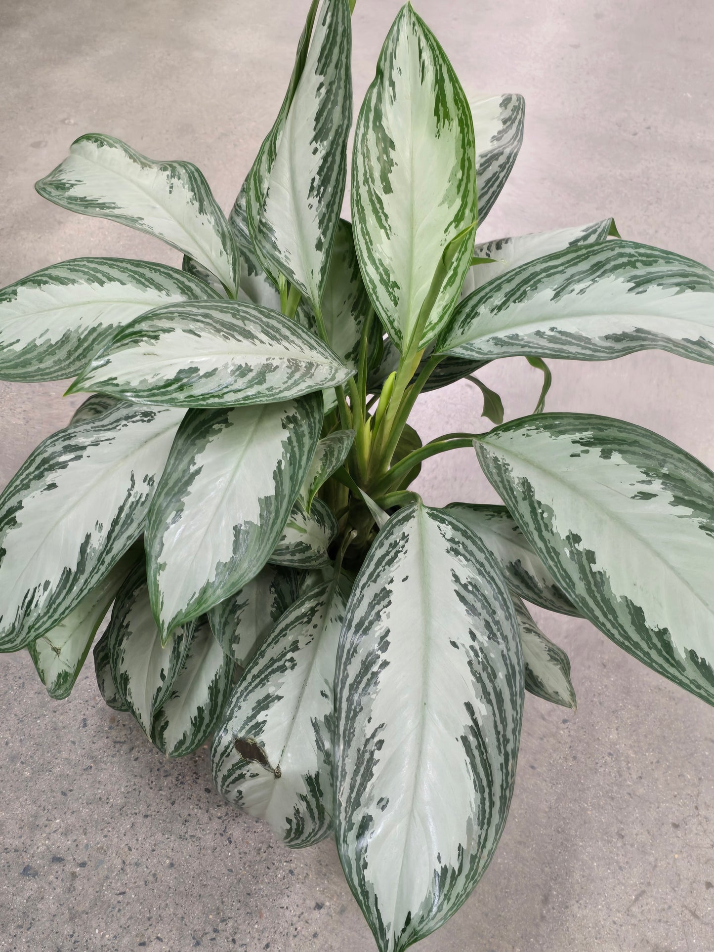 Aglaonema Silver Bay 2.5 ft tall in 10 inch Pot - Get similar - 🪴 Voelk Art & Plants Inc 🪴