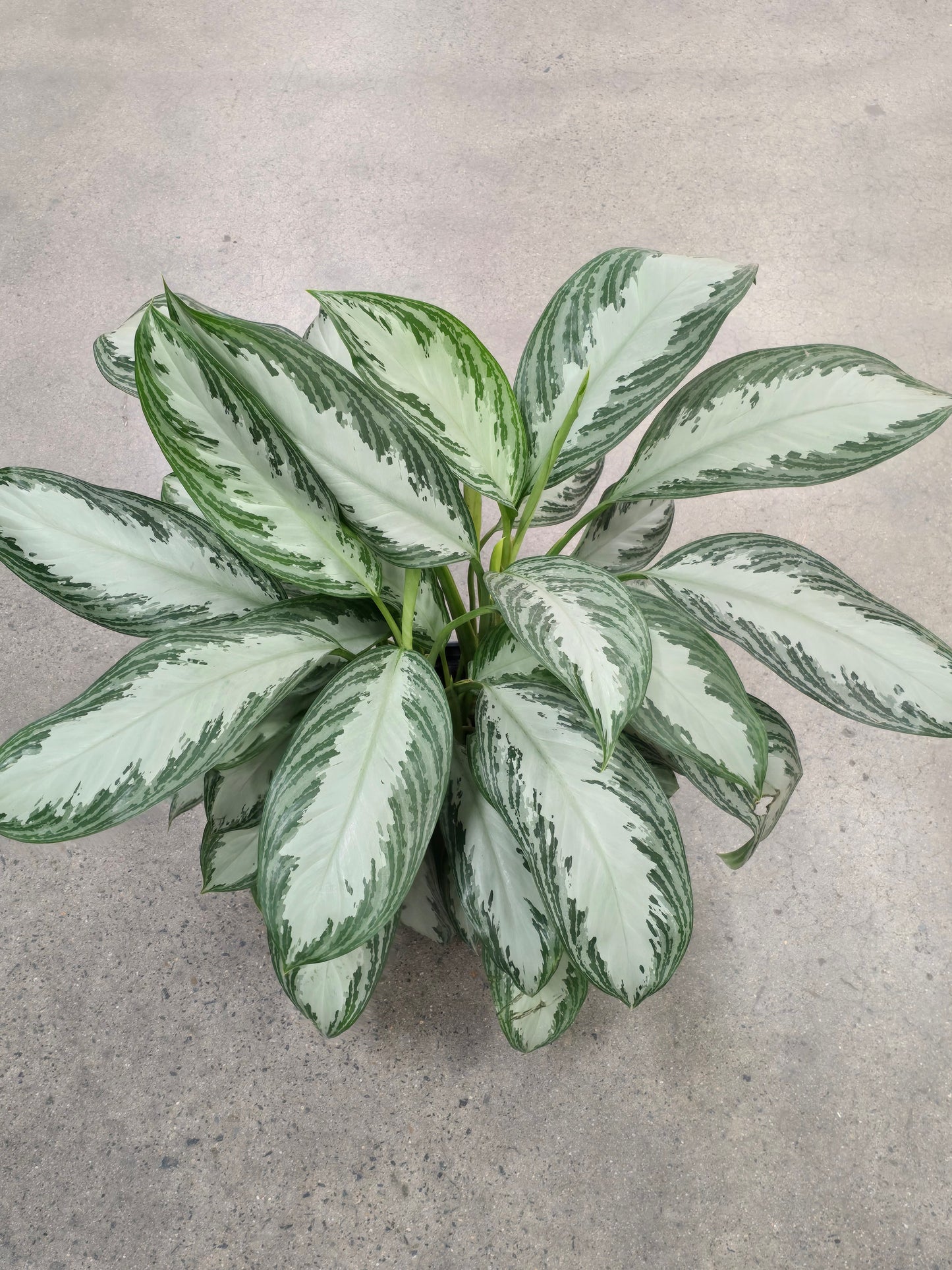 Aglaonema Silver Bay 2.5 ft tall in 10 inch Pot - Get similar - 🪴 Voelk Art & Plants Inc 🪴