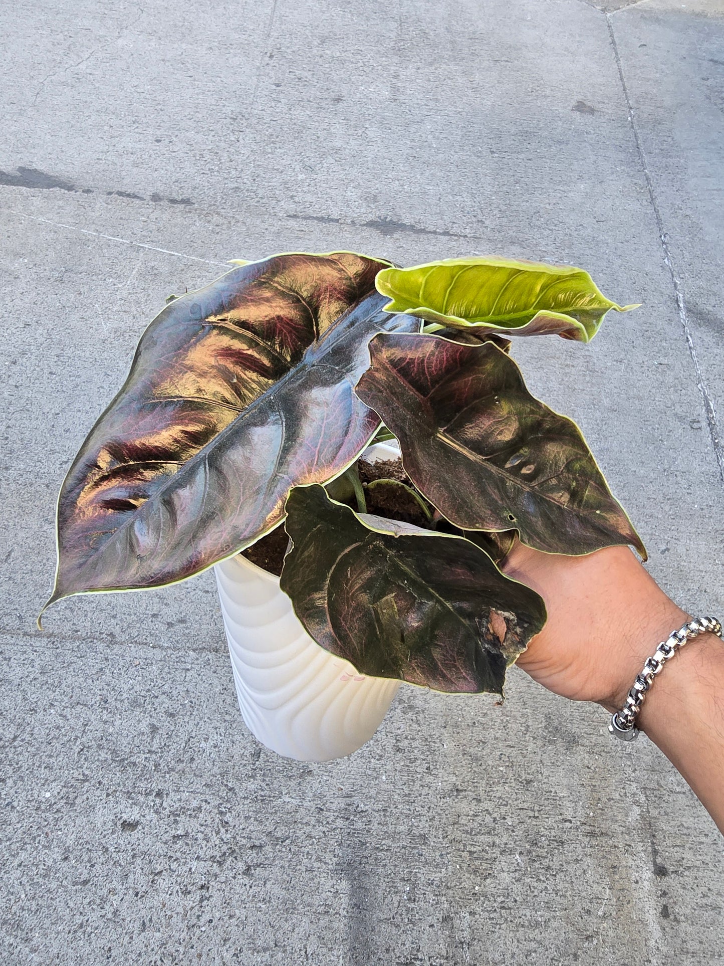 Alocasia Azlanii - in 5 inch pot Rare Find, ready to ship - Ceramit pot Get similar - 🪴 Voelk Art & Plants Inc 🪴