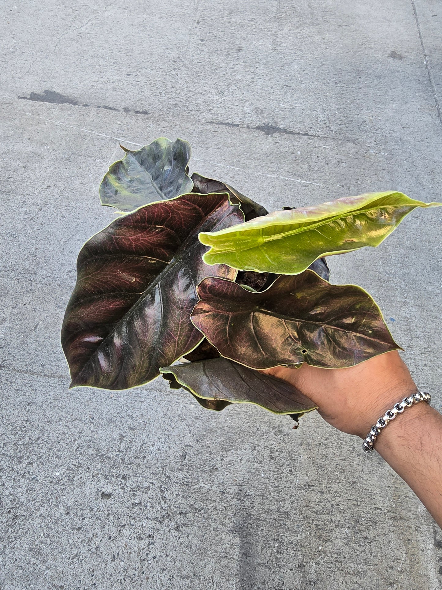 Alocasia Azlanii - in 5 inch pot Rare Find, ready to ship - Ceramit pot Get similar - 🪴 Voelk Art & Plants Inc 🪴