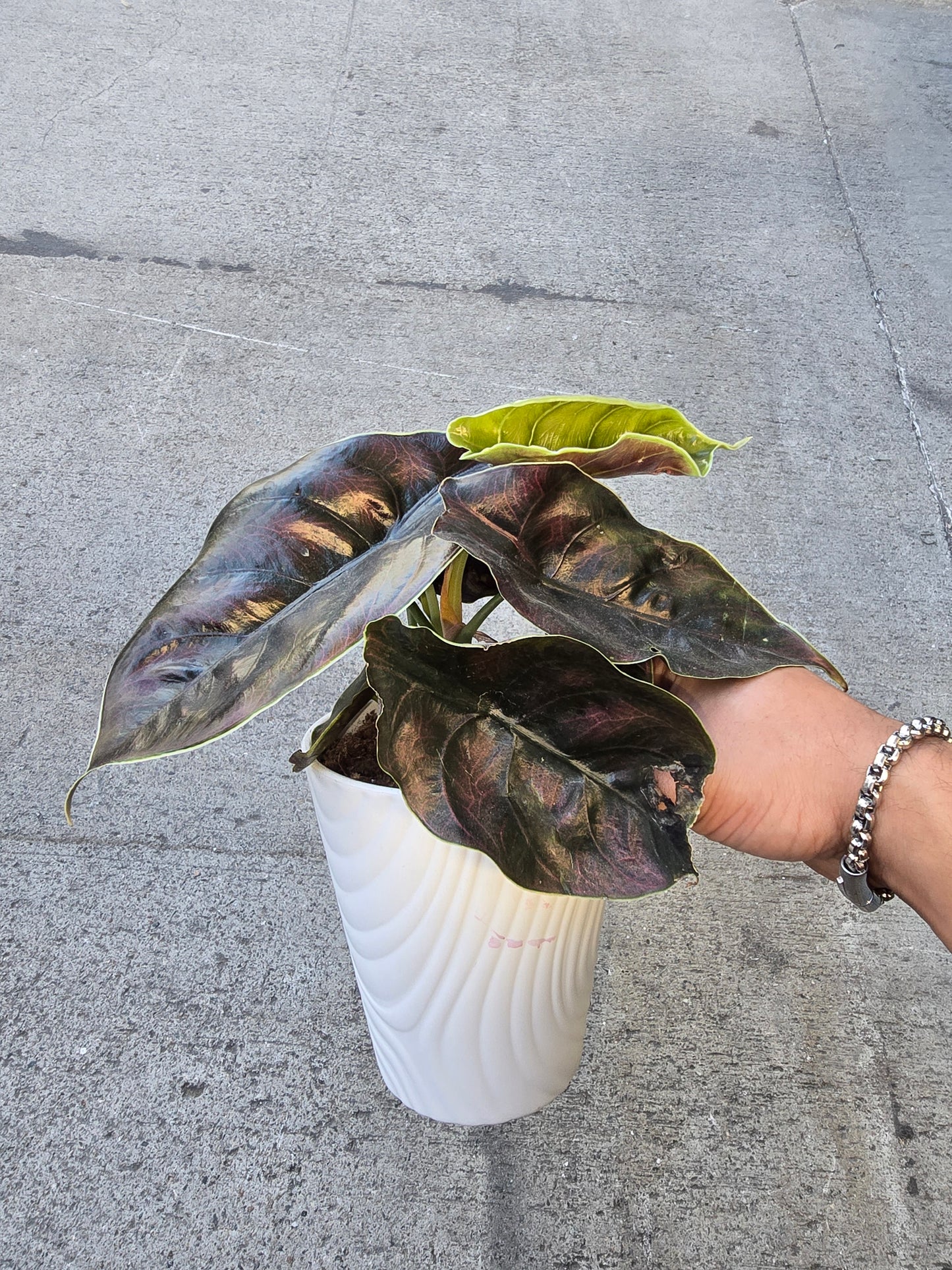 Alocasia Azlanii - in 5 inch pot Rare Find, ready to ship - Ceramit pot Get similar - 🪴 Voelk Art & Plants Inc 🪴