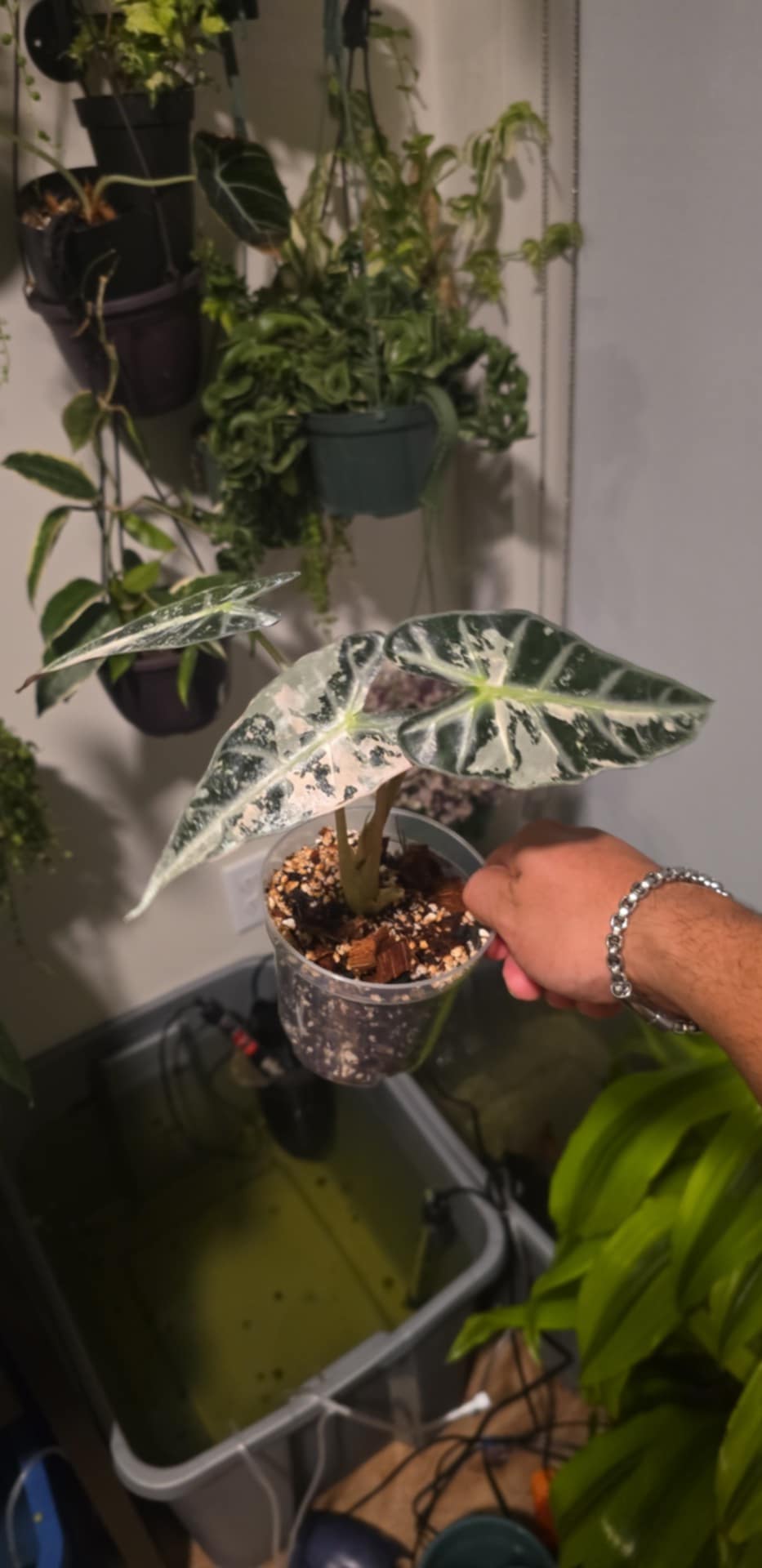 Alocasia 'Bambino' Variegated Plant Rare Plant- Root In Moss, Get Similar - 🪴 Voelk Art & Plants Inc 🪴