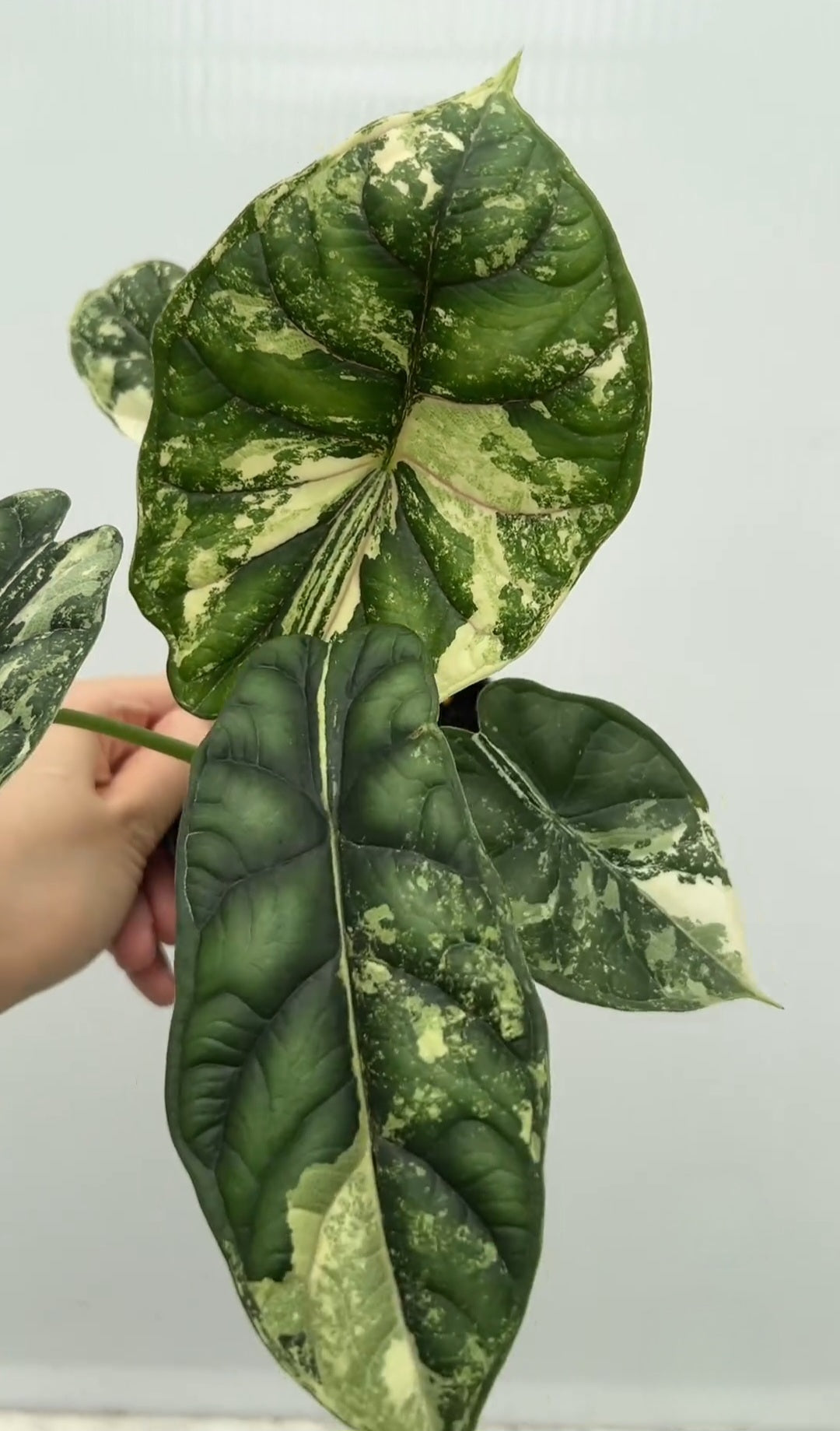 Alocasia 'Dragon Scale' Variegated Rare Plant- Get Similar, 4 leaves + - 🪴 Voelk Art & Plants Inc 🪴