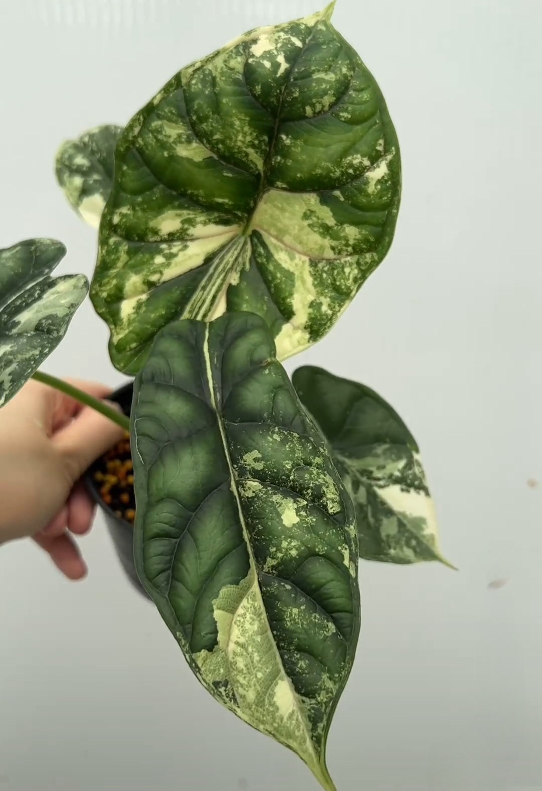 Alocasia 'Dragon Scale' Variegated Rare Plant- Get Similar, 4 leaves + - 🪴 Voelk Art & Plants Inc 🪴
