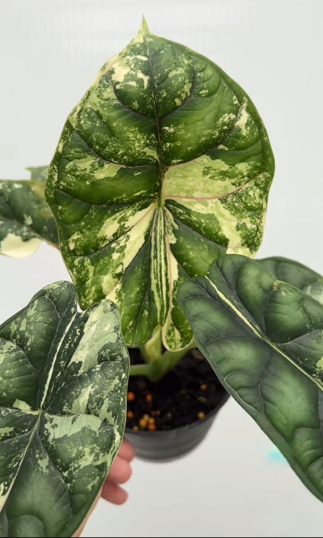 Alocasia 'Dragon Scale' Variegated Rare Plant- Get Similar, 4 leaves + - 🪴 Voelk Art & Plants Inc 🪴