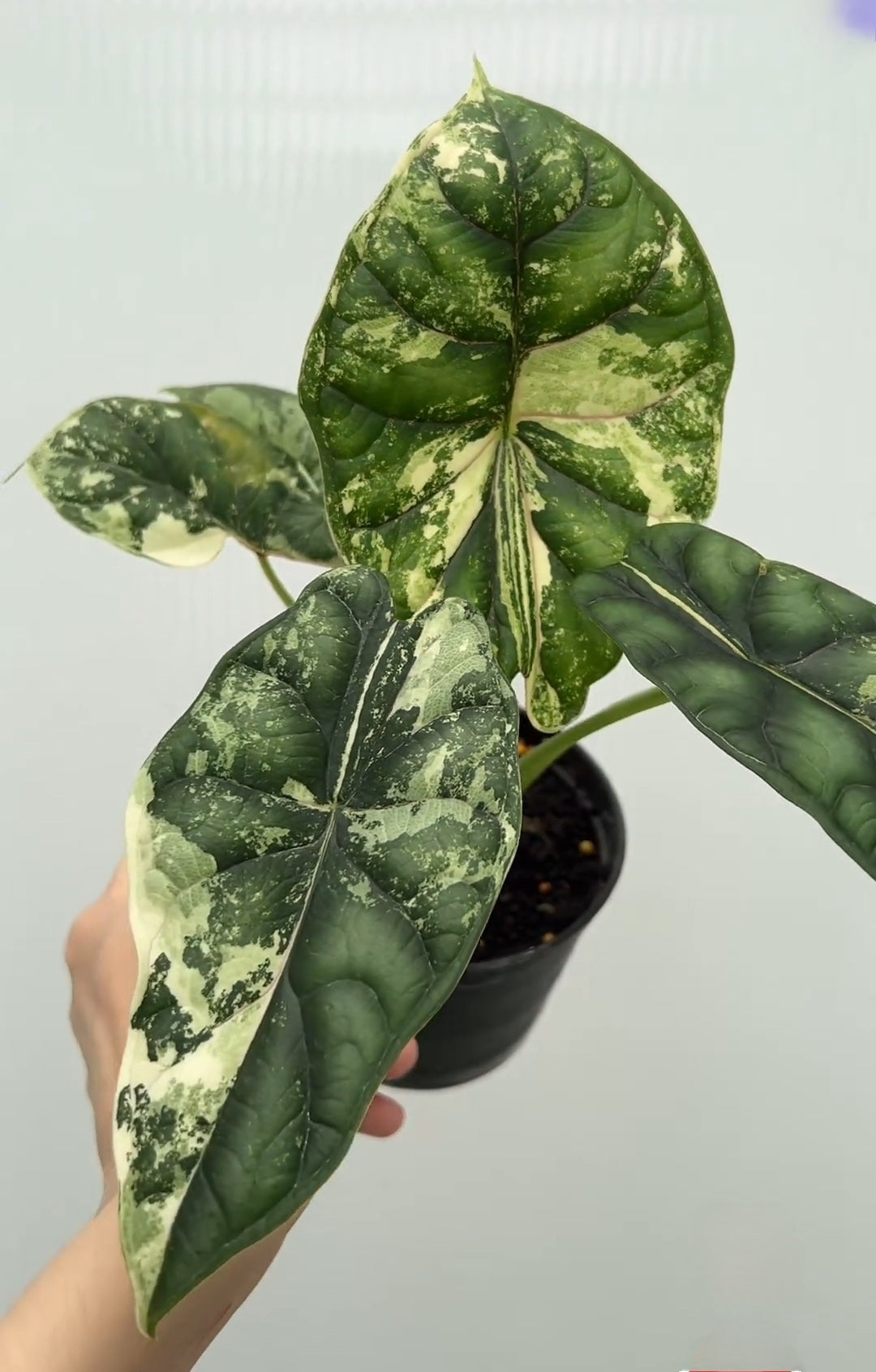 Alocasia 'Dragon Scale' Variegated Rare Plant- Get Similar, 4 leaves + - 🪴 Voelk Art & Plants Inc 🪴