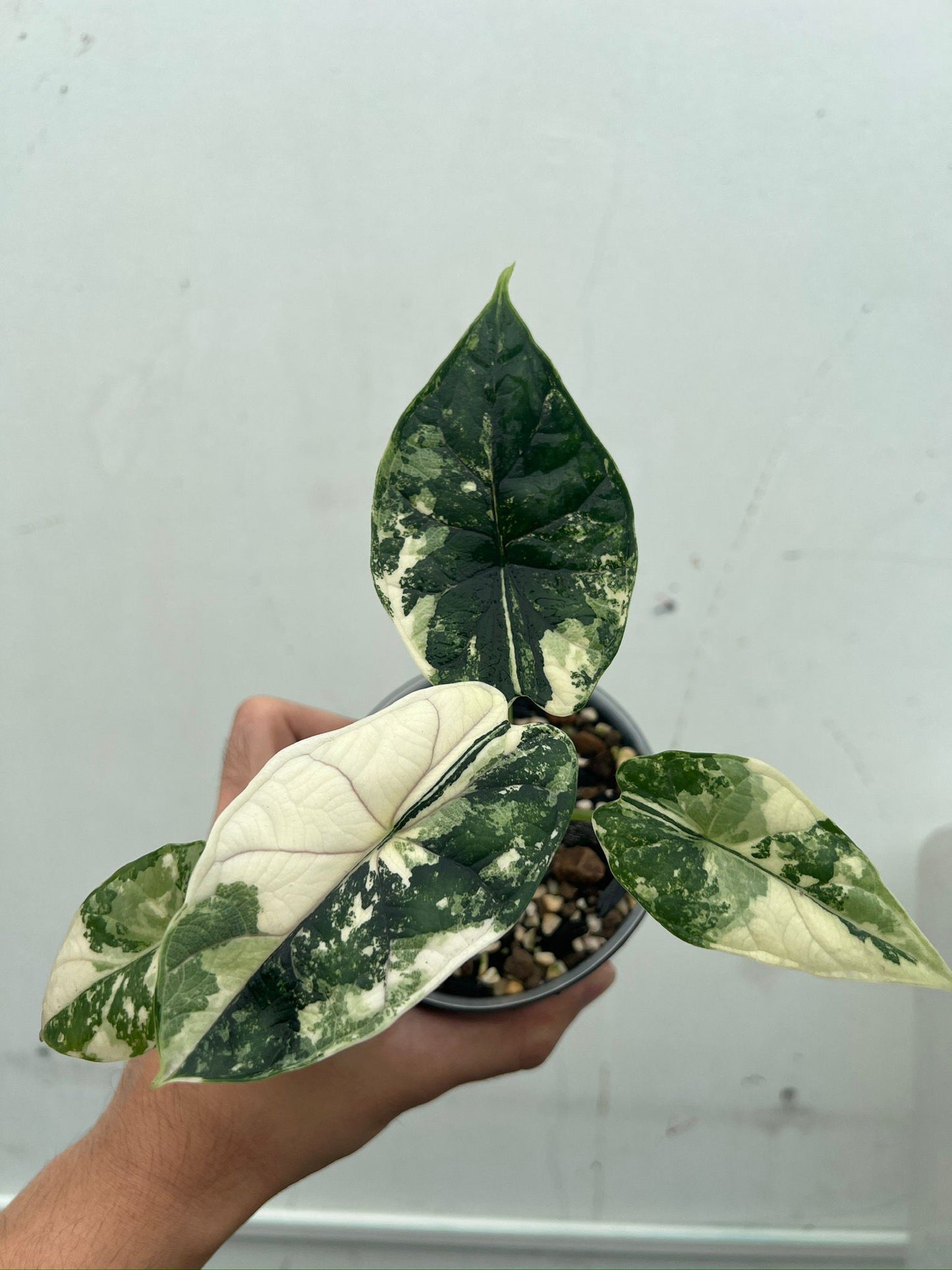 Alocasia 'Dragon Scale' Variegated Rare Plant- Get Similar, 4 leaves + - 🪴 Voelk Art & Plants Inc 🪴