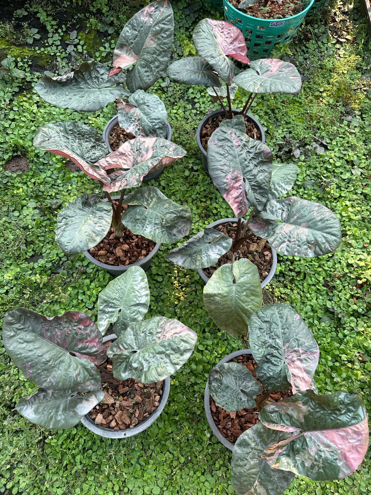 Alocasia 'Serendipity' Medium Pink Variegated Rare Plant, Get Similar - 🪴 Voelk Art & Plants Inc 🪴