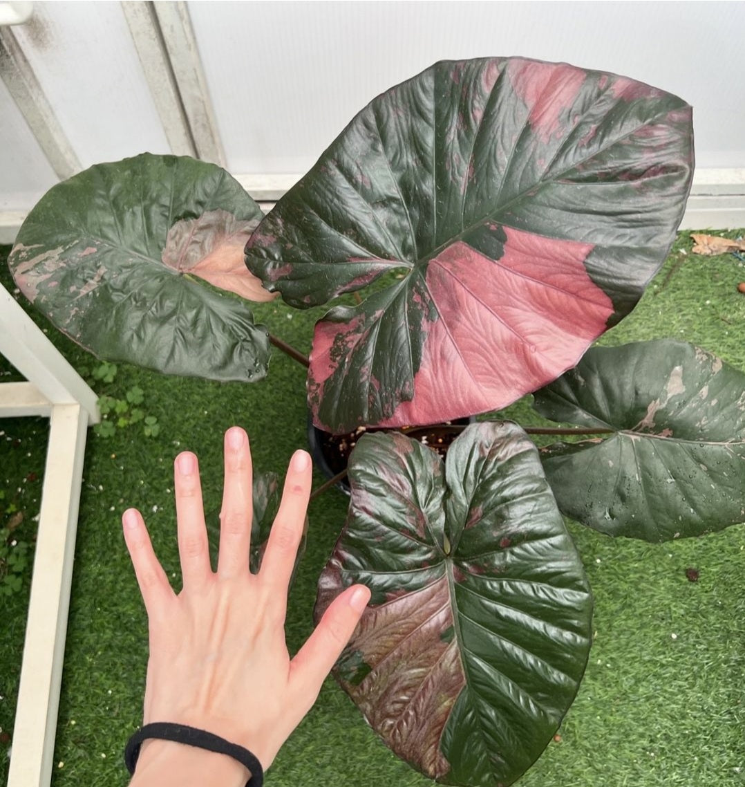 Alocasia 'Serendipity' XL Variegated Rare Plant, Get Similar to the picture - 🪴 Voelk Art & Plants Inc 🪴