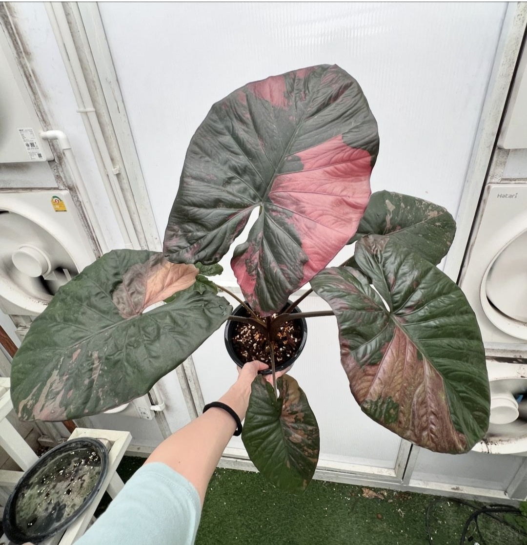 Alocasia 'Serendipity' XL Variegated Rare Plant, Get Similar to the picture - 🪴 Voelk Art & Plants Inc 🪴