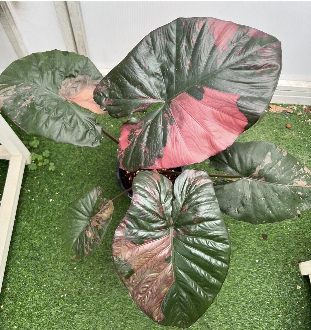 Alocasia 'Serendipity' XL Variegated Rare Plant, Get Similar to the picture - 🪴 Voelk Art & Plants Inc 🪴