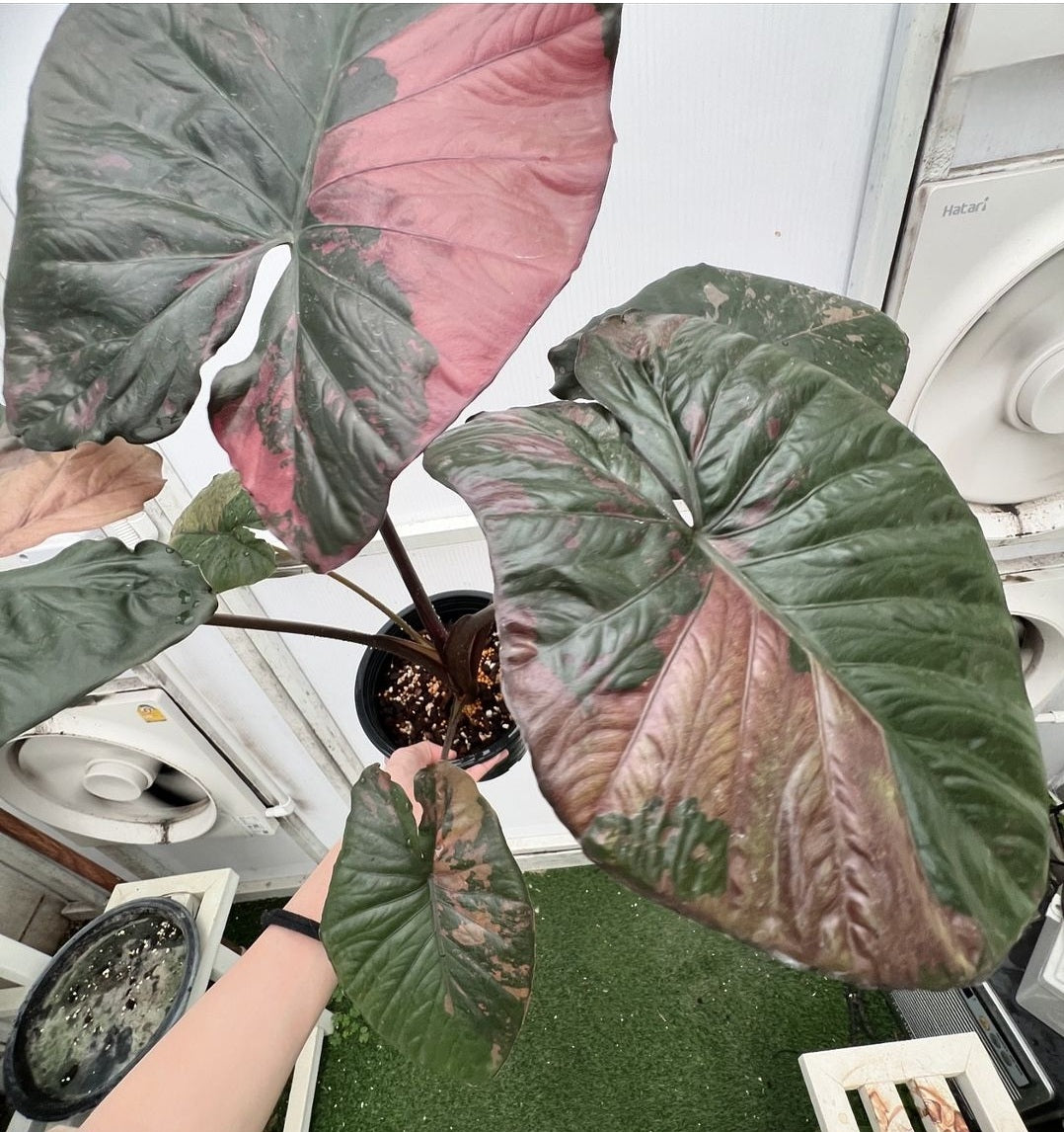 Alocasia 'Serendipity' XL Variegated Rare Plant, Get Similar to the picture - 🪴 Voelk Art & Plants Inc 🪴