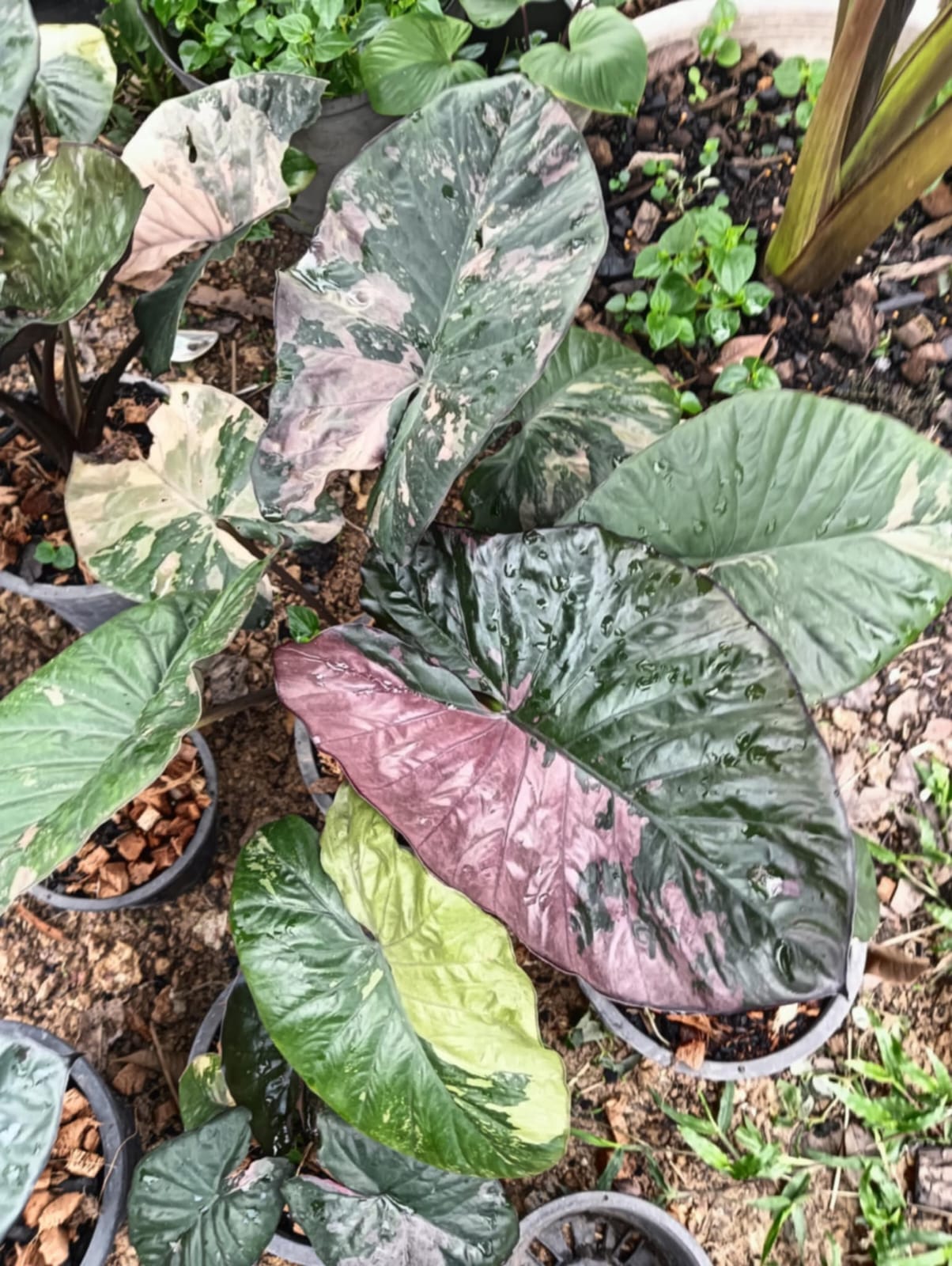 Alocasia 'Serendipity' XL Variegated Rare Plant, Get Similar to the picture - 🪴 Voelk Art & Plants Inc 🪴