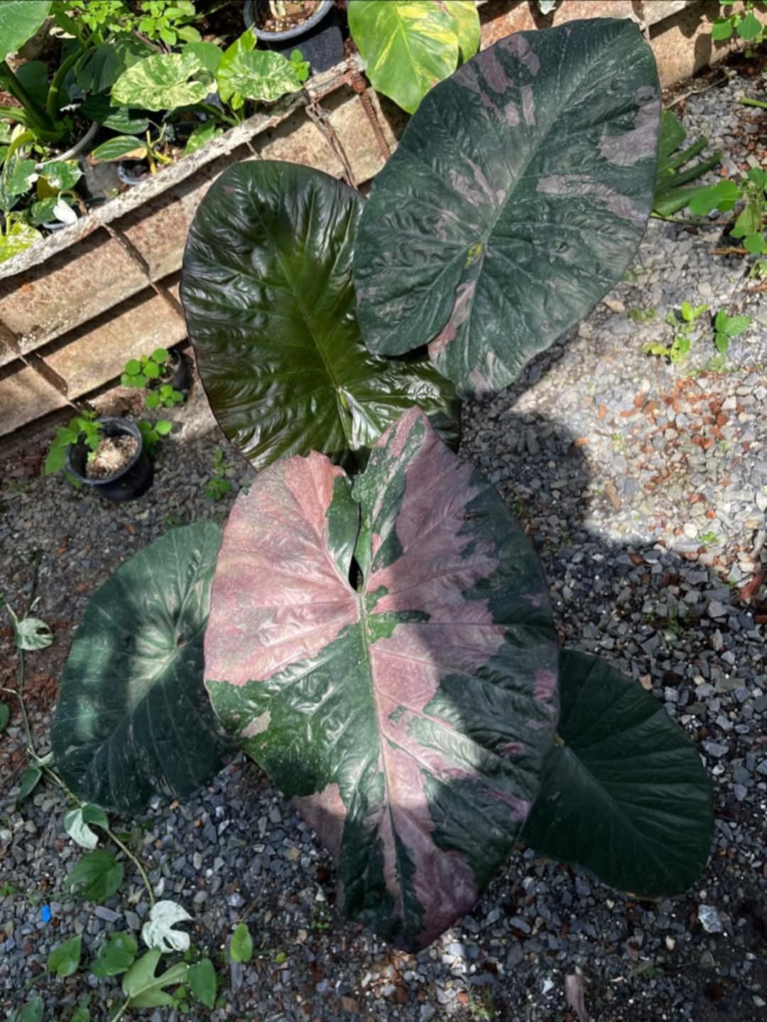 Alocasia 'Serendipity' XL Variegated Rare Plant, Get Similar to the picture - 🪴 Voelk Art & Plants Inc 🪴