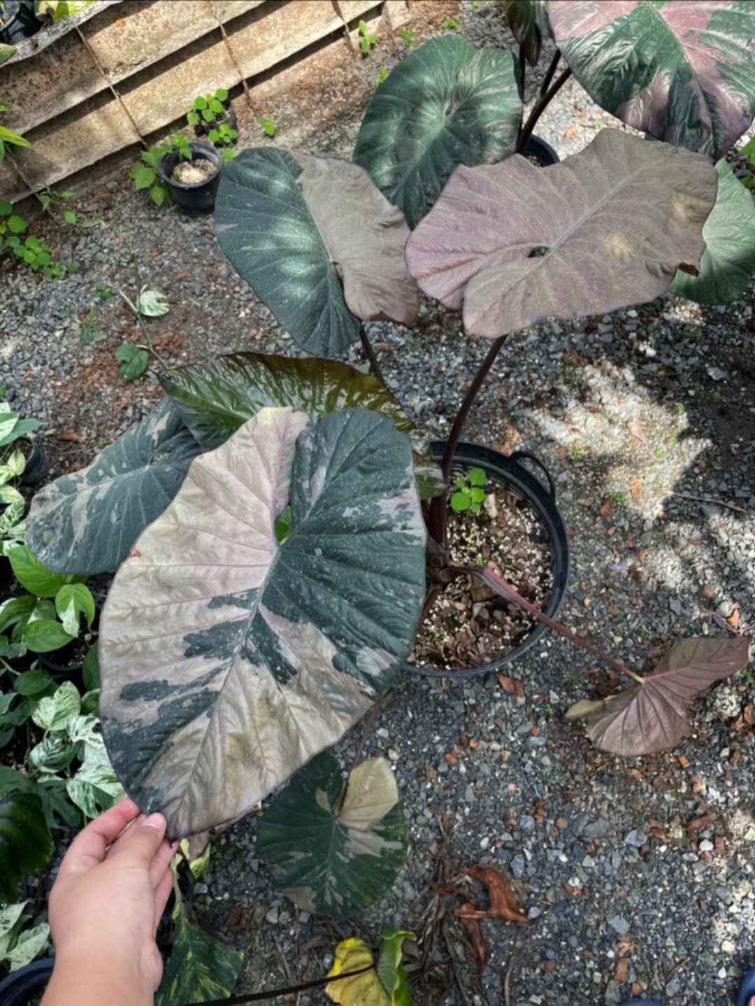 Alocasia 'Serendipity' XL Variegated Rare Plant, Get Similar to the picture - 🪴 Voelk Art & Plants Inc 🪴