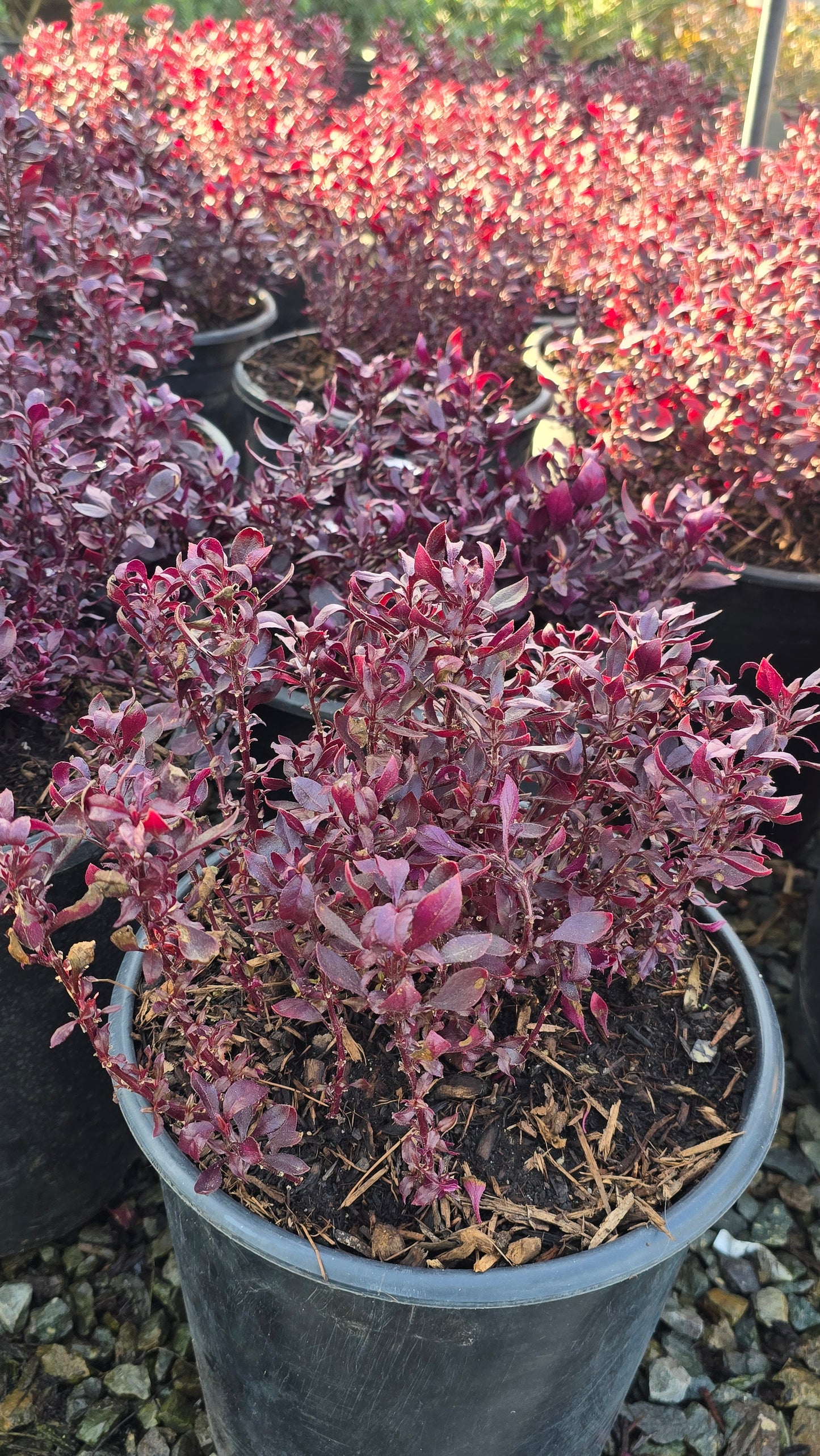 Alternanthera dentata 'Little Ruby' in 5 Gallon pot, get similar - 🪴 Voelk Art & Plants Inc 🪴