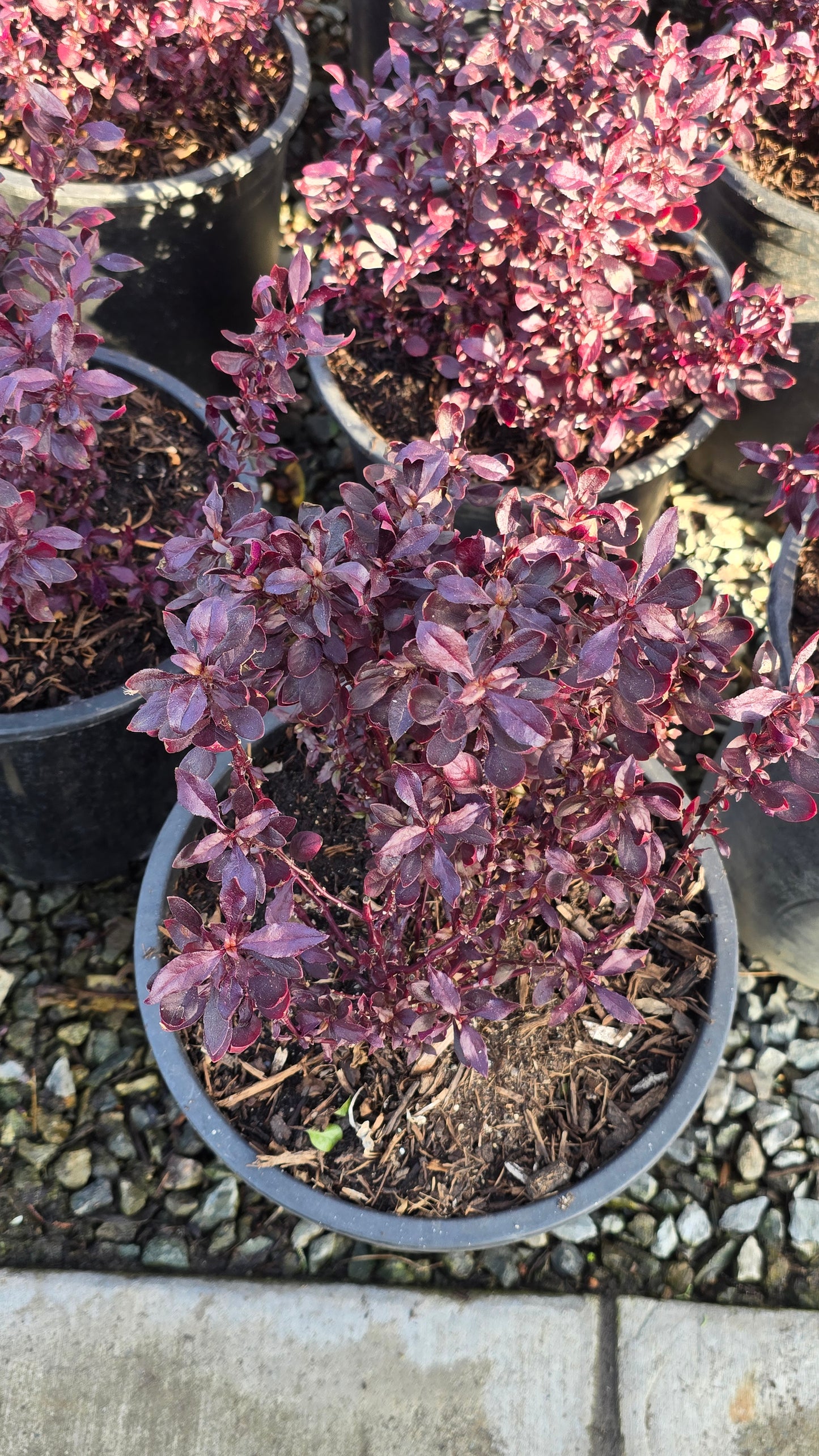 Alternanthera dentata 'Little Ruby' in 5 Gallon pot, get similar - 🪴 Voelk Art & Plants Inc 🪴