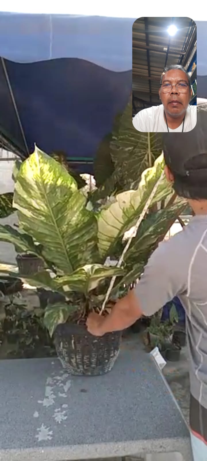 Anthurium Hookeri variegated XL 3 ft tall - Get similar - 🪴 Voelk Art & Plants Inc 🪴