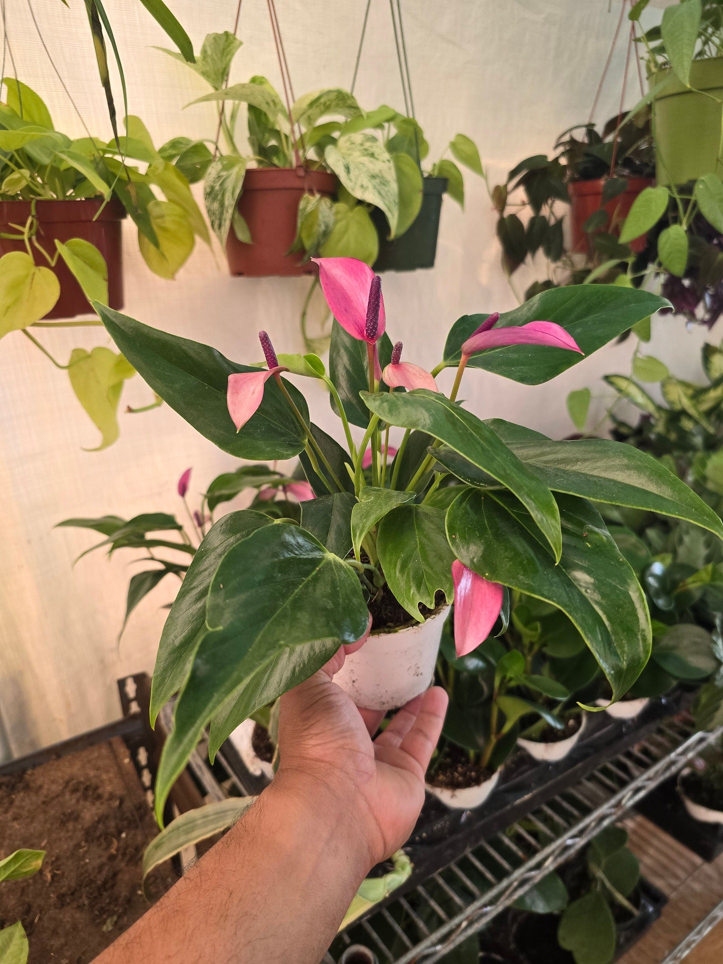 Anthurium Purple Andraeanum rare color- Get similar, 4 inch pot - 🪴 Voelk Art & Plants Inc 🪴
