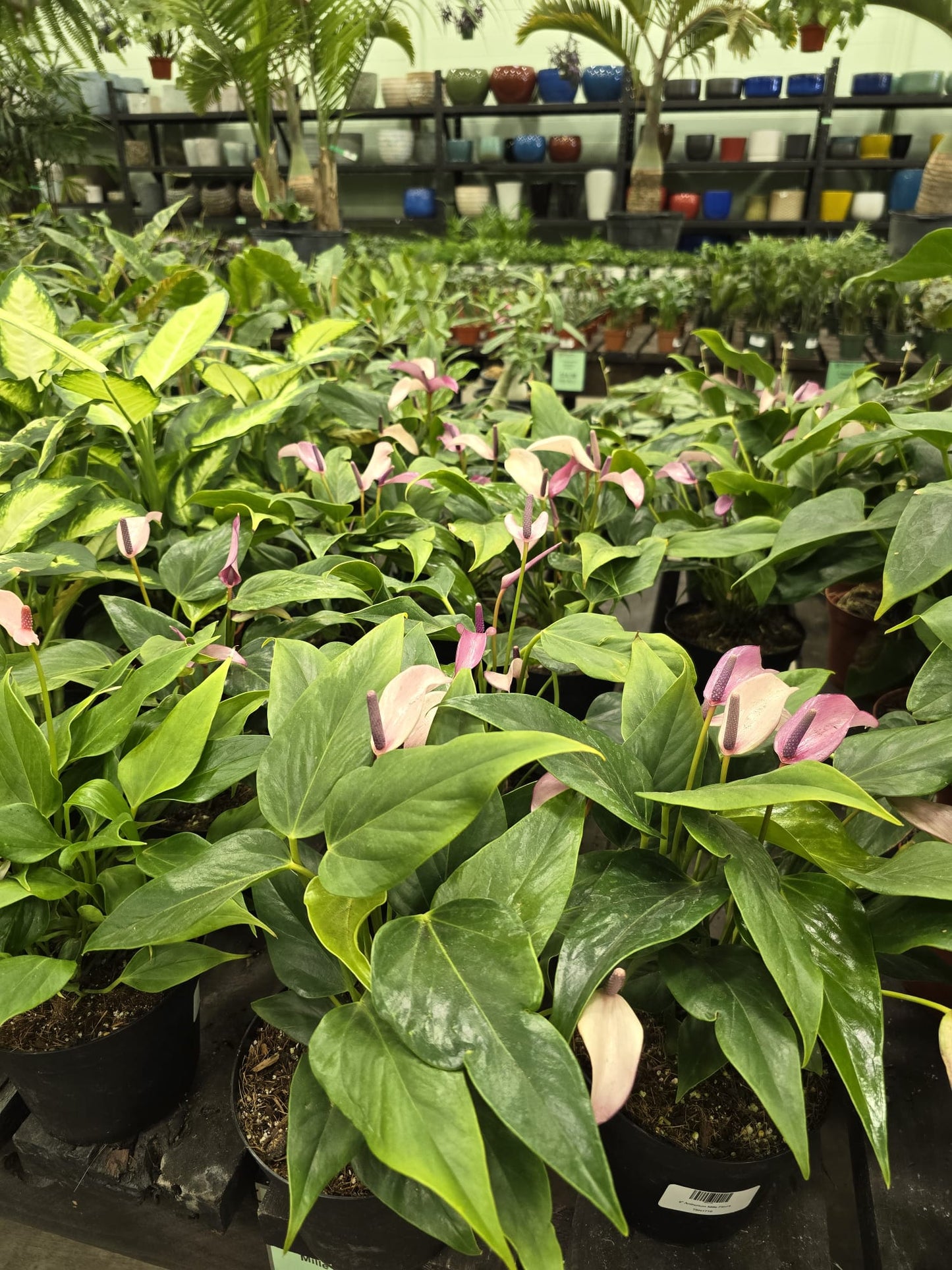 Anthurium Purple Andraeanum rare color- Get similar, 6 inch pot - 🪴 Voelk Art & Plants Inc 🪴