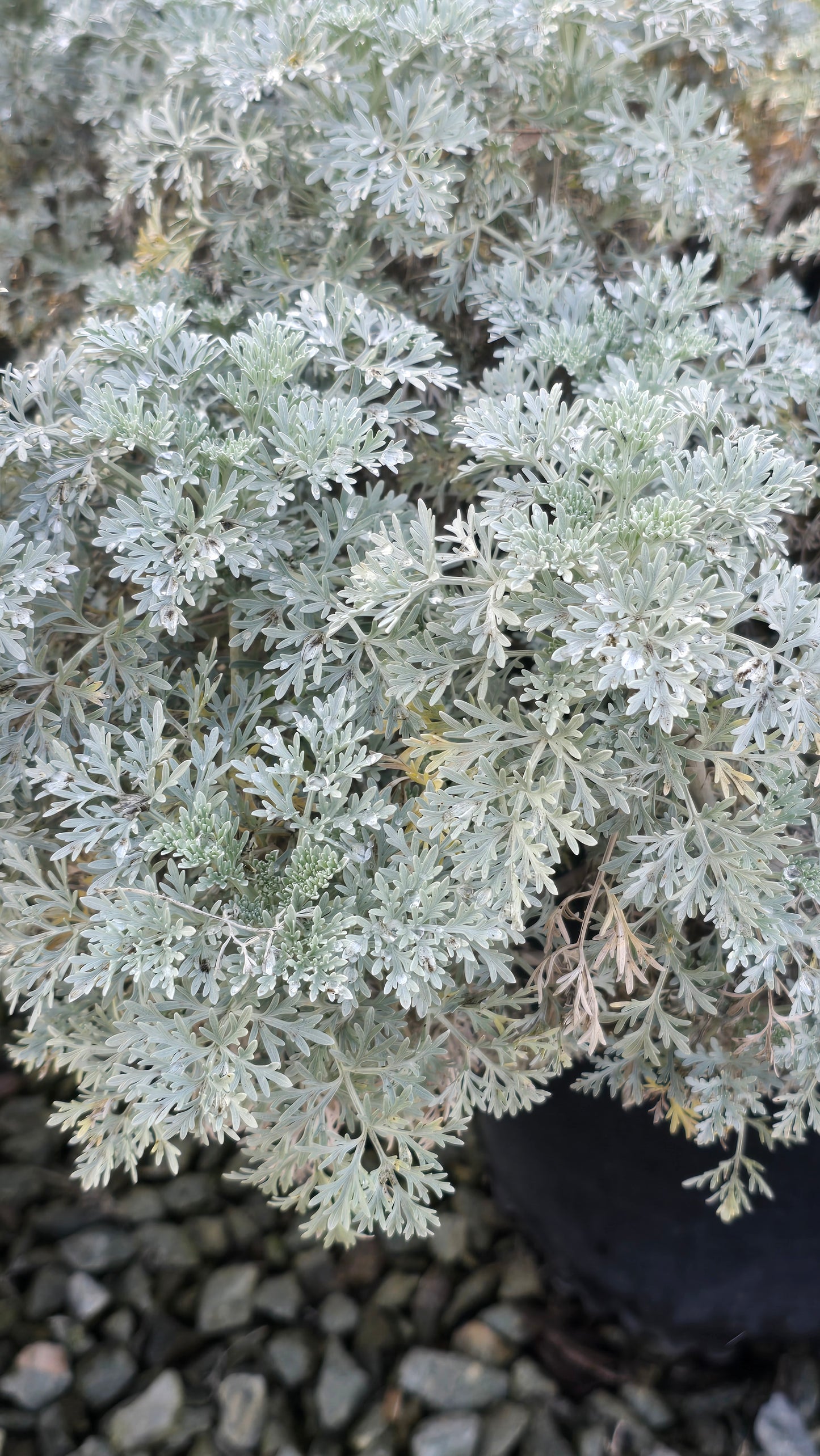 Artemisia 'Powis Castle 5 gallon pot - Get similar - 🪴 Voelk Art & Plants Inc 🪴