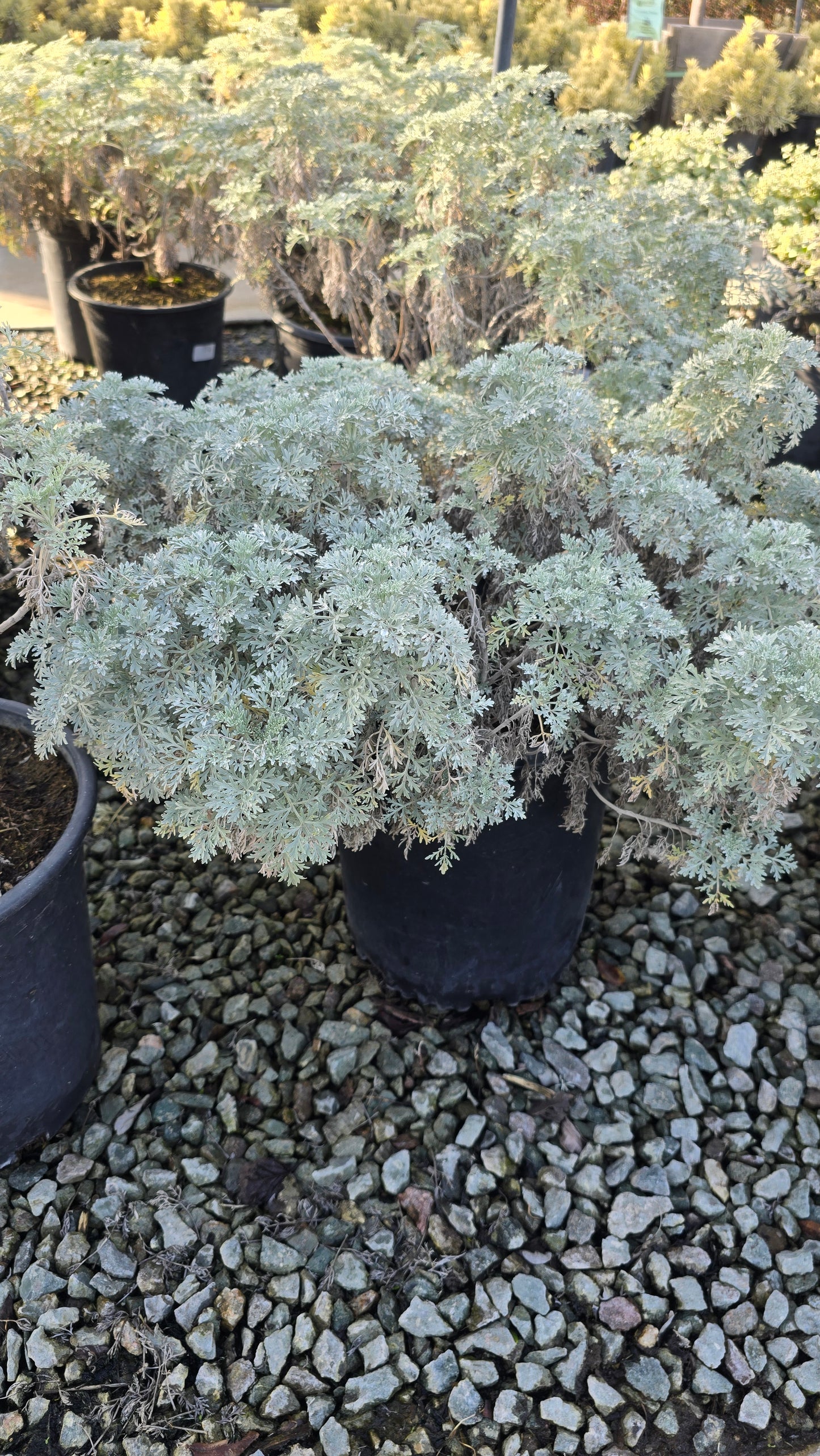 Artemisia 'Powis Castle 5 gallon pot - Get similar - 🪴 Voelk Art & Plants Inc 🪴