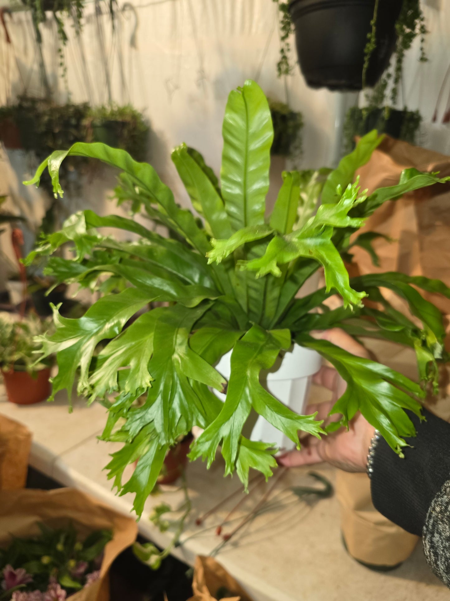 Asplenium Nidus Crissie (Bird nest fern)- big Ferm house plant or outdoor in 6 inch pot - get similar - 🪴 Voelk Art & Plants Inc 🪴