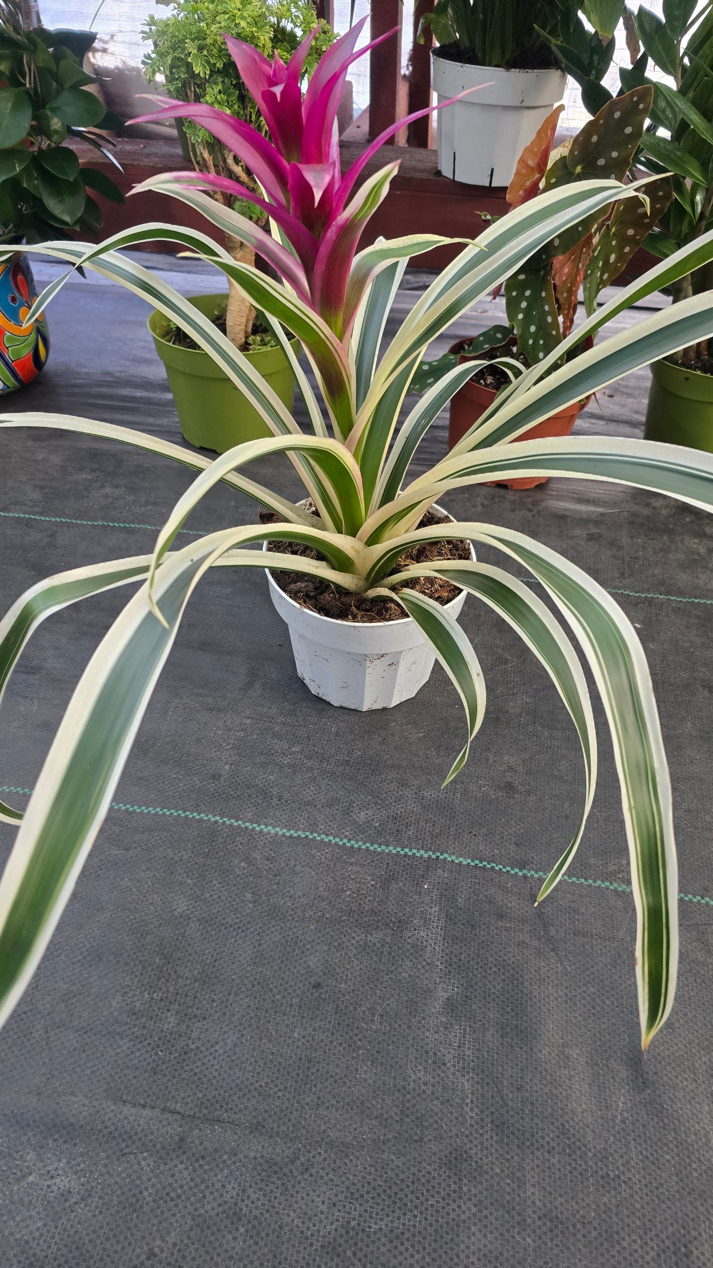 Begonia Guzmania White Stripes pink flower - Get similar - 🪴 Voelk Art & Plants Inc 🪴