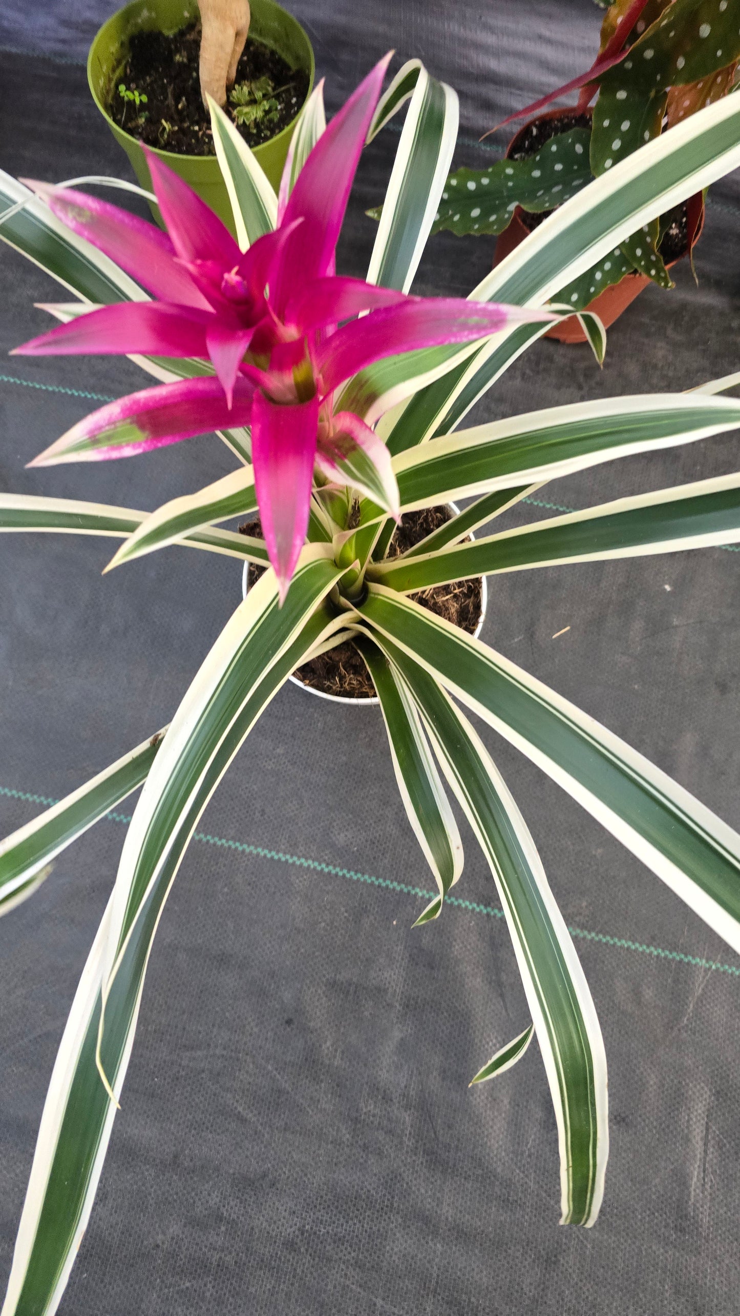 Begonia Guzmania White Stripes pink flower - Get similar - 🪴 Voelk Art & Plants Inc 🪴