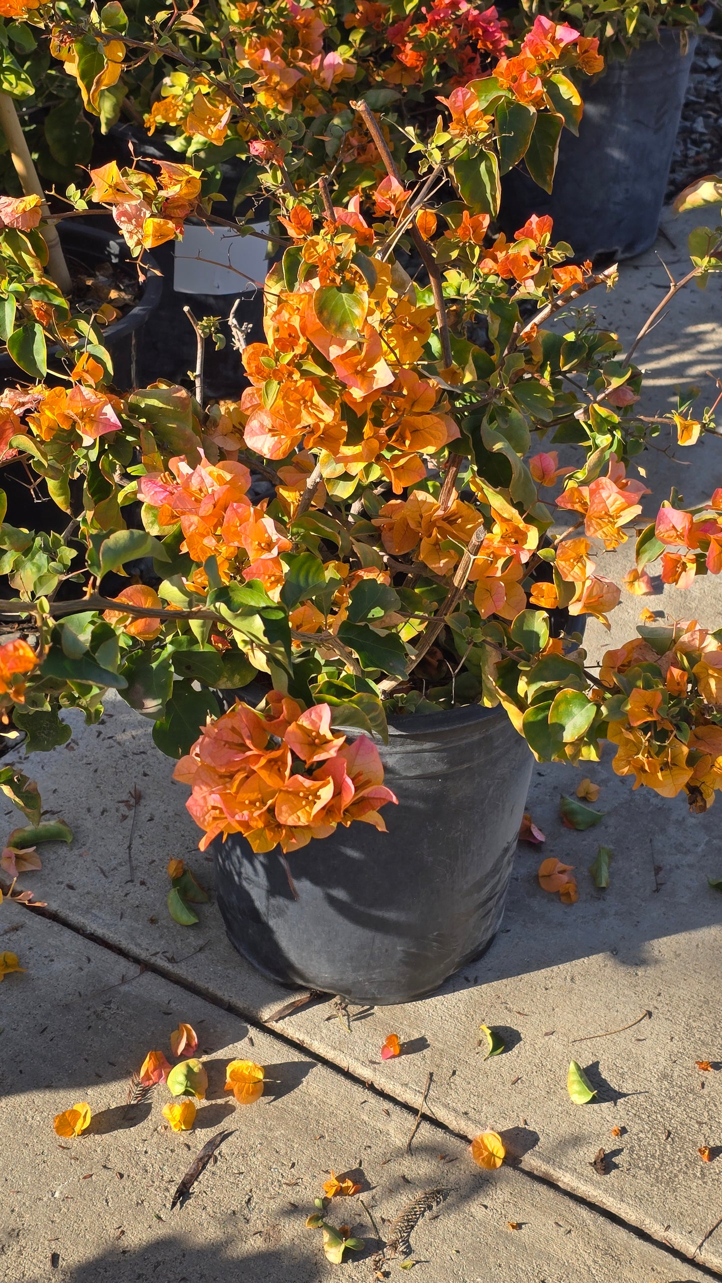 Bougainvillea Orange on 5 gallon pot - Get similar - 🪴 Voelk Art & Plants Inc 🪴