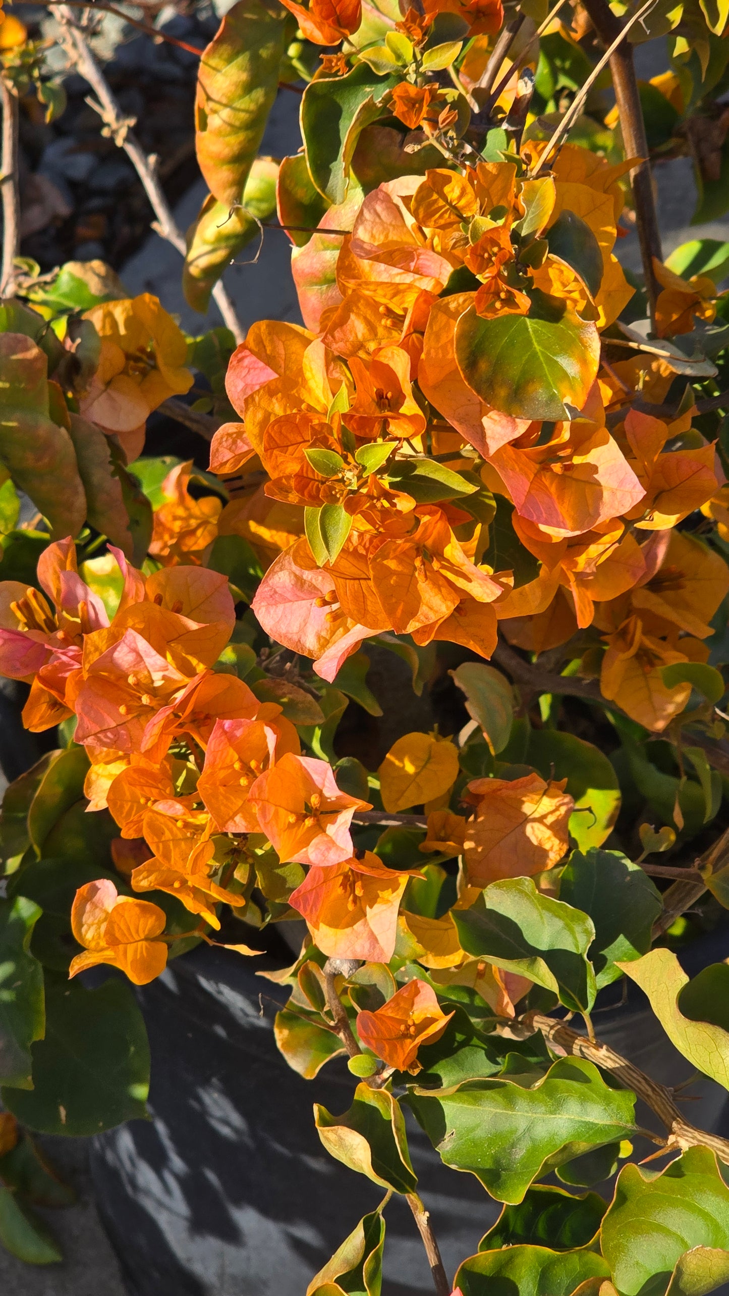 Bougainvillea Orange on 5 gallon pot - Get similar - 🪴 Voelk Art & Plants Inc 🪴