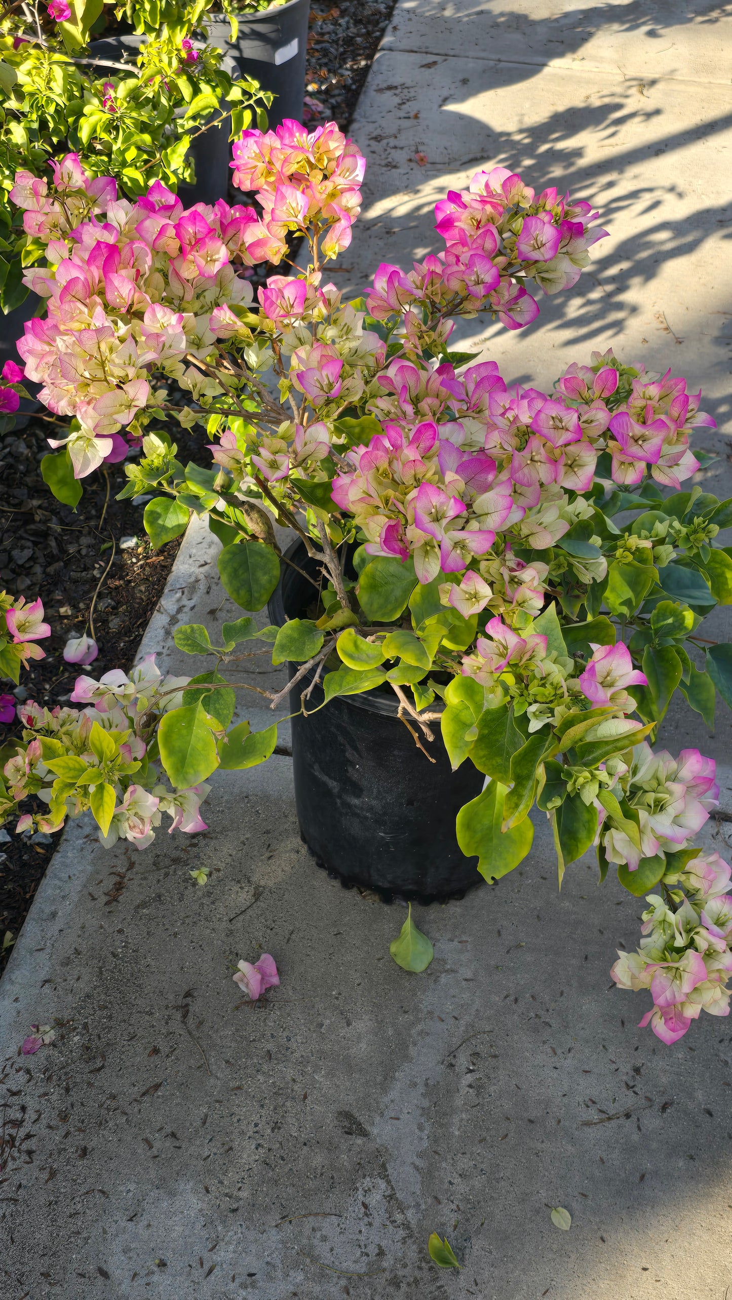 Bougainvillea "Rosa Pink" flower on 5 gallon pot - Get similar - 🪴 Voelk Art & Plants Inc 🪴