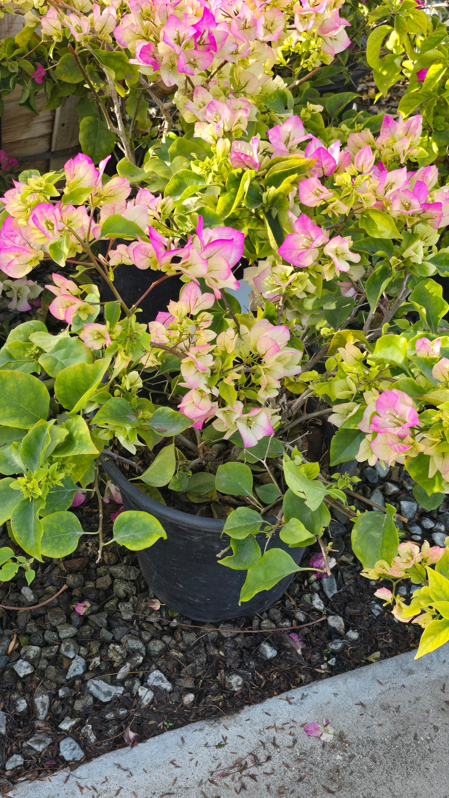 Bougainvillea "Rosa Pink" flower on 5 gallon pot - Get similar - 🪴 Voelk Art & Plants Inc 🪴