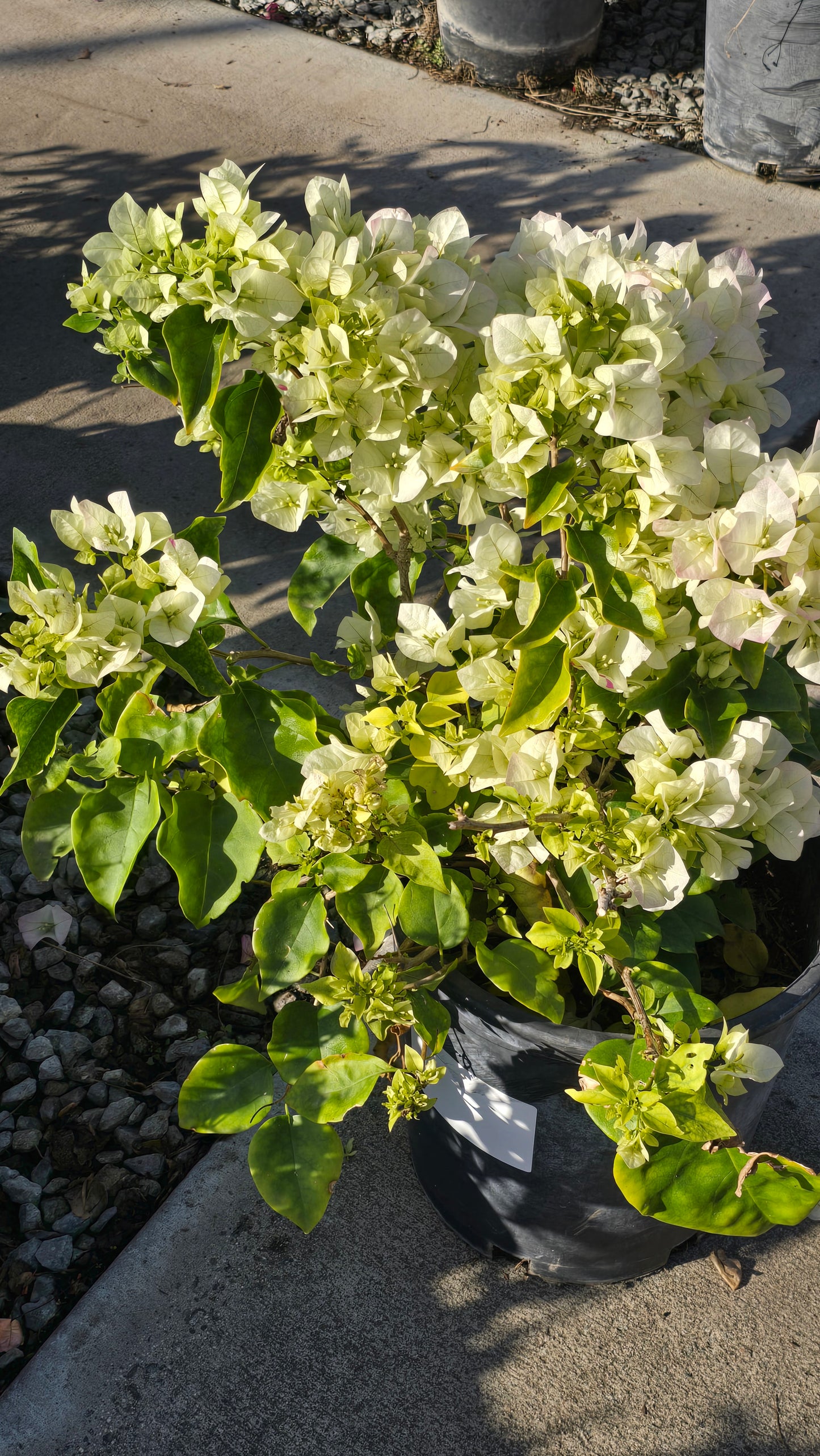 Bougainvillea Veera White on 5 gallon pot - Get similar - 🪴 Voelk Art & Plants Inc 🪴