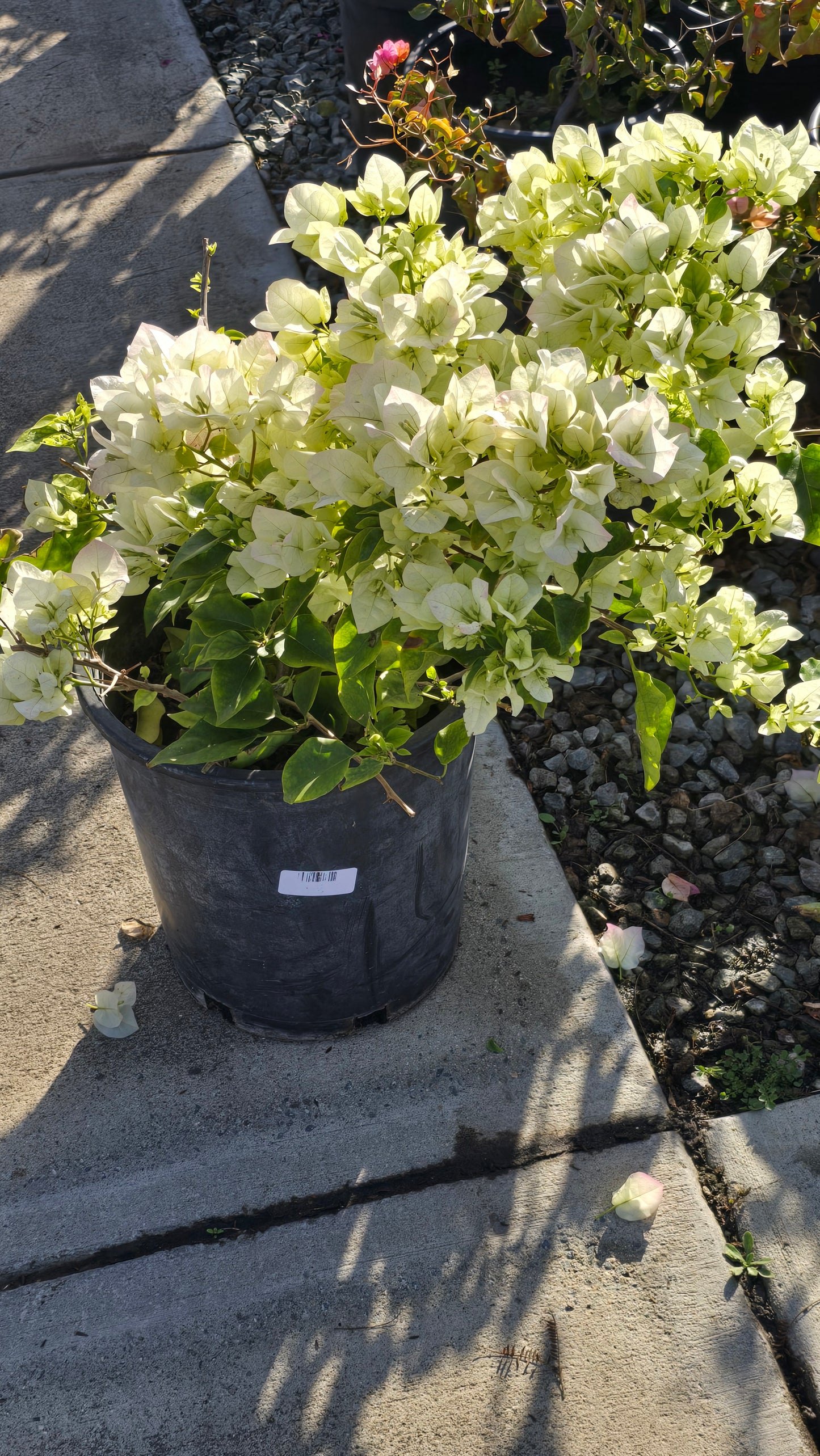 Bougainvillea Veera White on 5 gallon pot - Get similar - 🪴 Voelk Art & Plants Inc 🪴