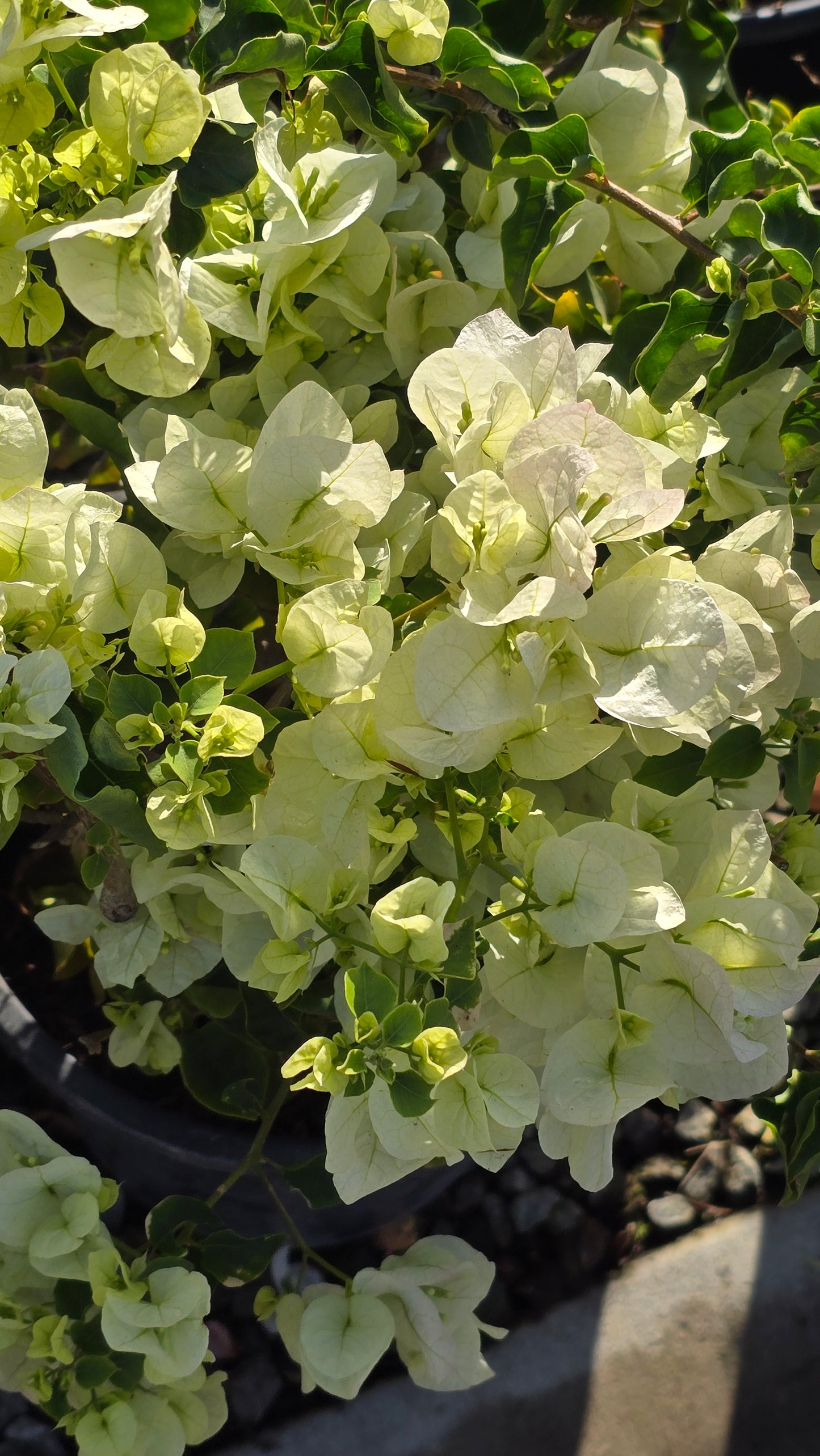 Bougainvillea Veera White on 5 gallon pot - Get similar - 🪴 Voelk Art & Plants Inc 🪴