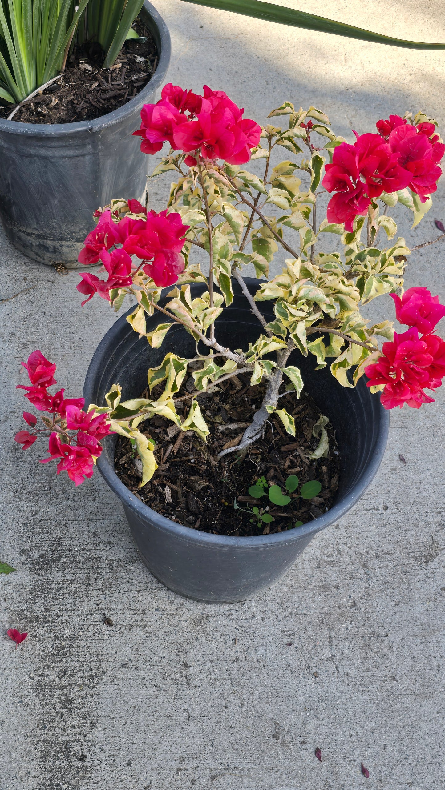 Buganvilias Variegated Red Flower on 5 gallon pot - Get similar - 🪴 Voelk Art & Plants Inc 🪴