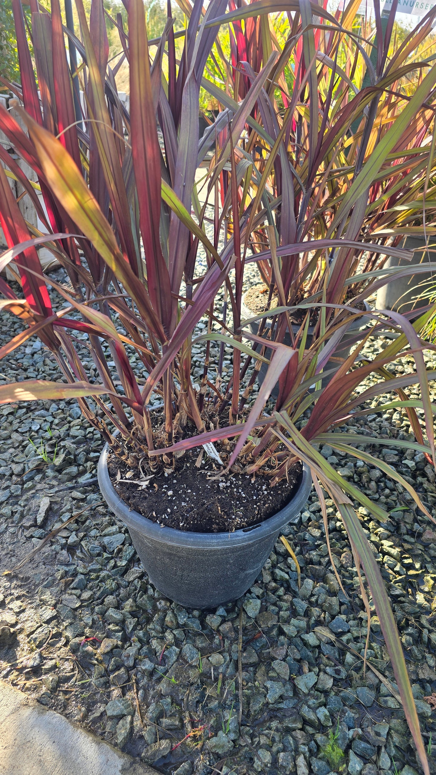 Cache Omamental Millet 'Copper' on 5 gallon pot - Get similar - 🪴 Voelk Art & Plants Inc 🪴