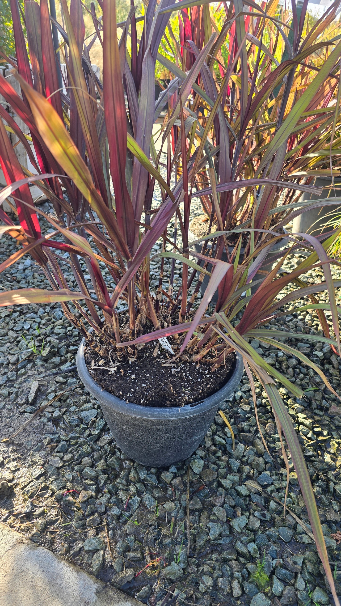 Cache Omamental Millet 'Copper' on 5 gallon pot - Get similar - 🪴 Voelk Art & Plants Inc 🪴