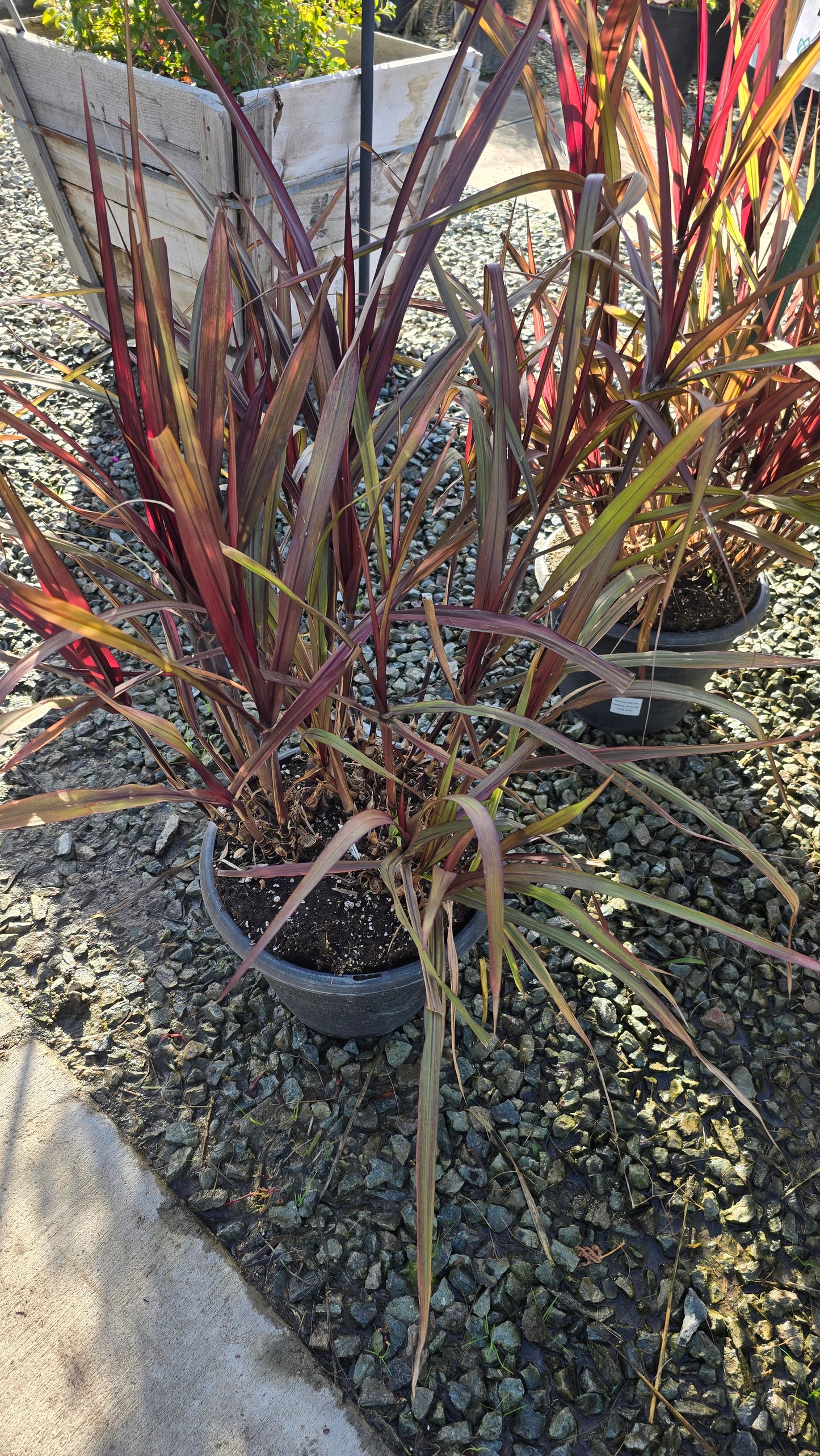 Cache Omamental Millet 'Copper' on 5 gallon pot - Get similar - 🪴 Voelk Art & Plants Inc 🪴