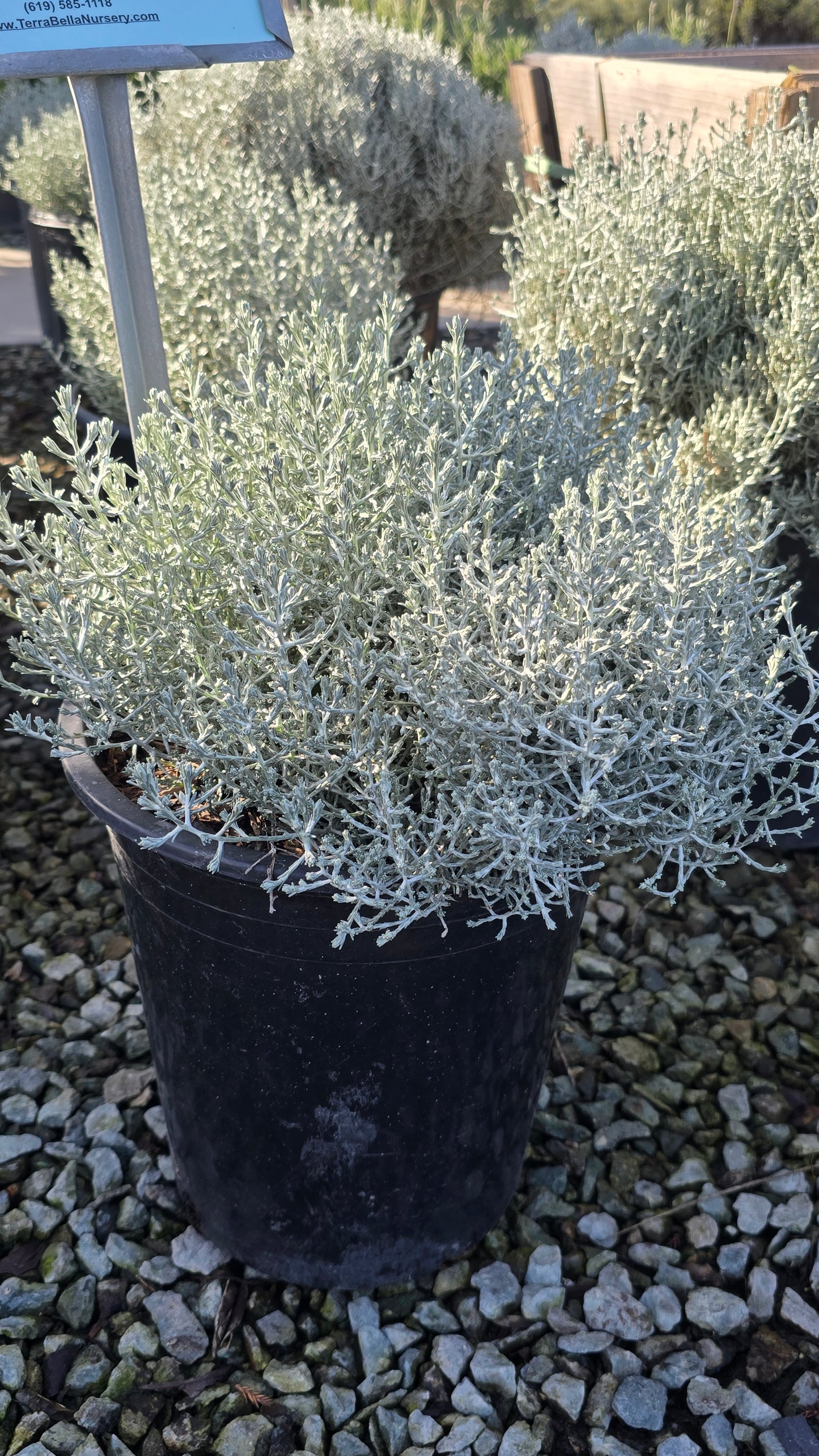 Calocephalus 'Silver Stone 5 gallon pot - Get similar - 🪴 Voelk Art & Plants Inc 🪴