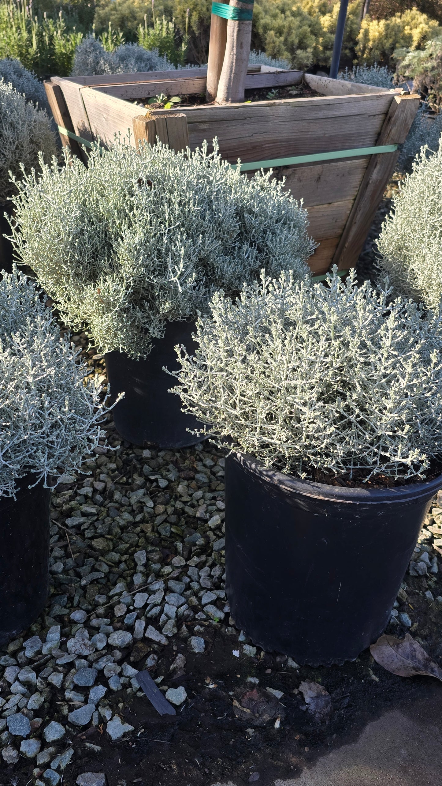 Calocephalus 'Silver Stone 5 gallon pot - Get similar - 🪴 Voelk Art & Plants Inc 🪴