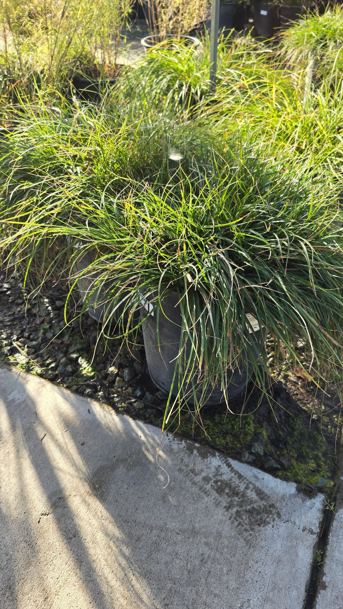 Carex pansa Bush on 5 gallon pot - Get similar - 🪴 Voelk Art & Plants Inc 🪴