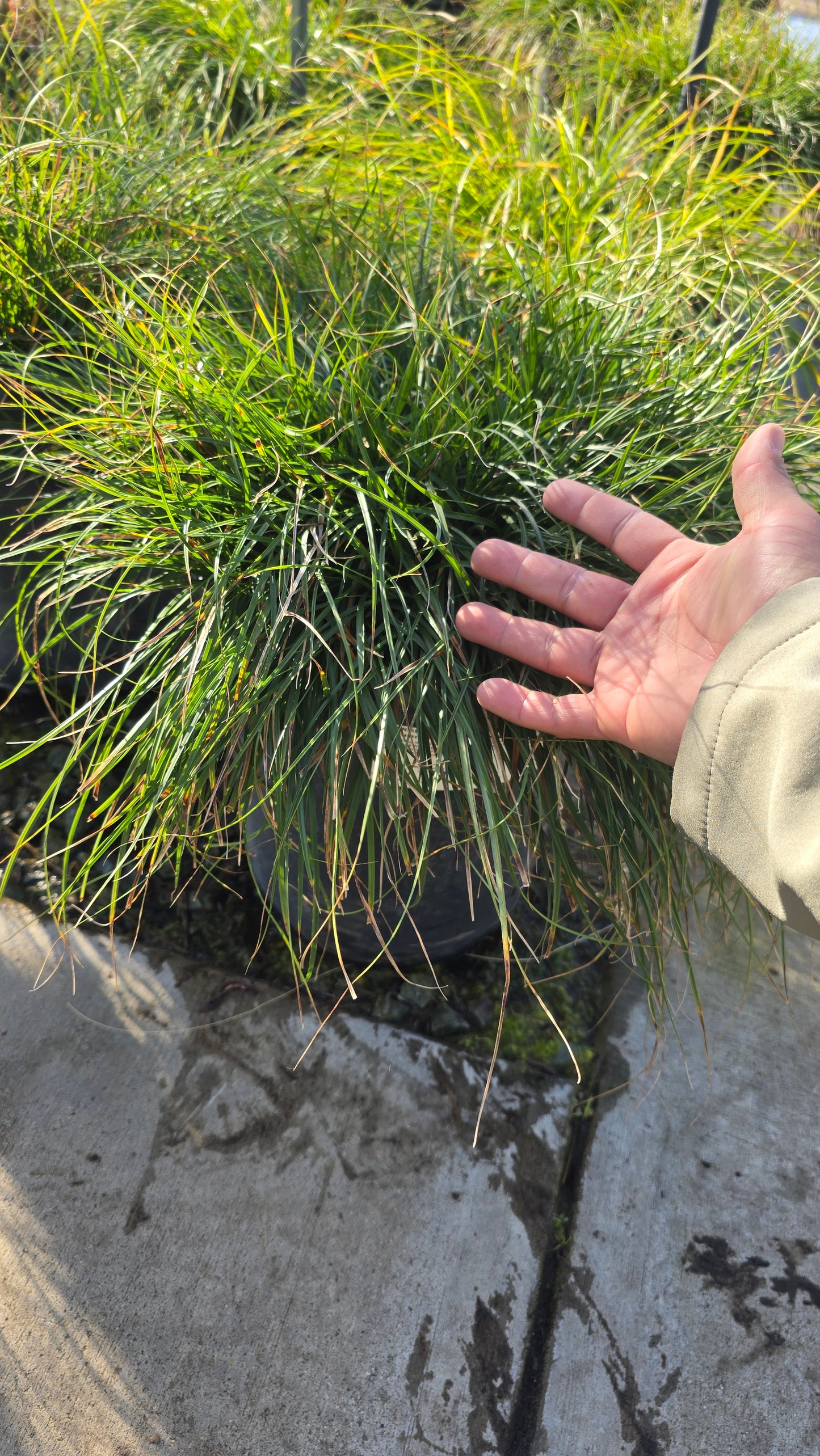 Carex pansa Bush on 5 gallon pot - Get similar - 🪴 Voelk Art & Plants Inc 🪴