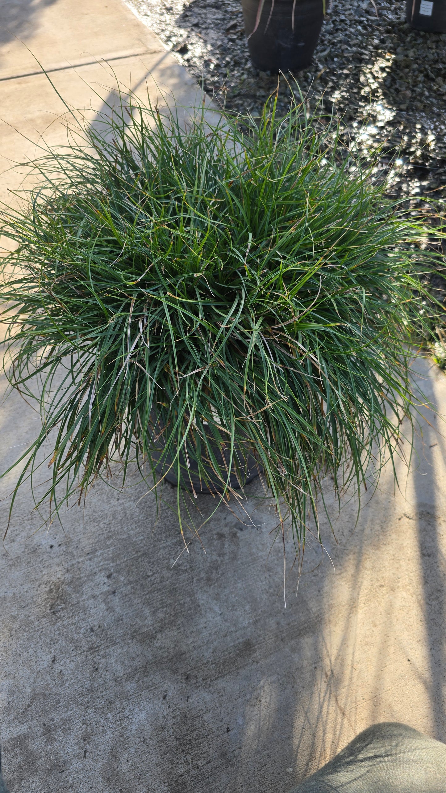 Carex pansa Bush on 5 gallon pot - Get similar - 🪴 Voelk Art & Plants Inc 🪴