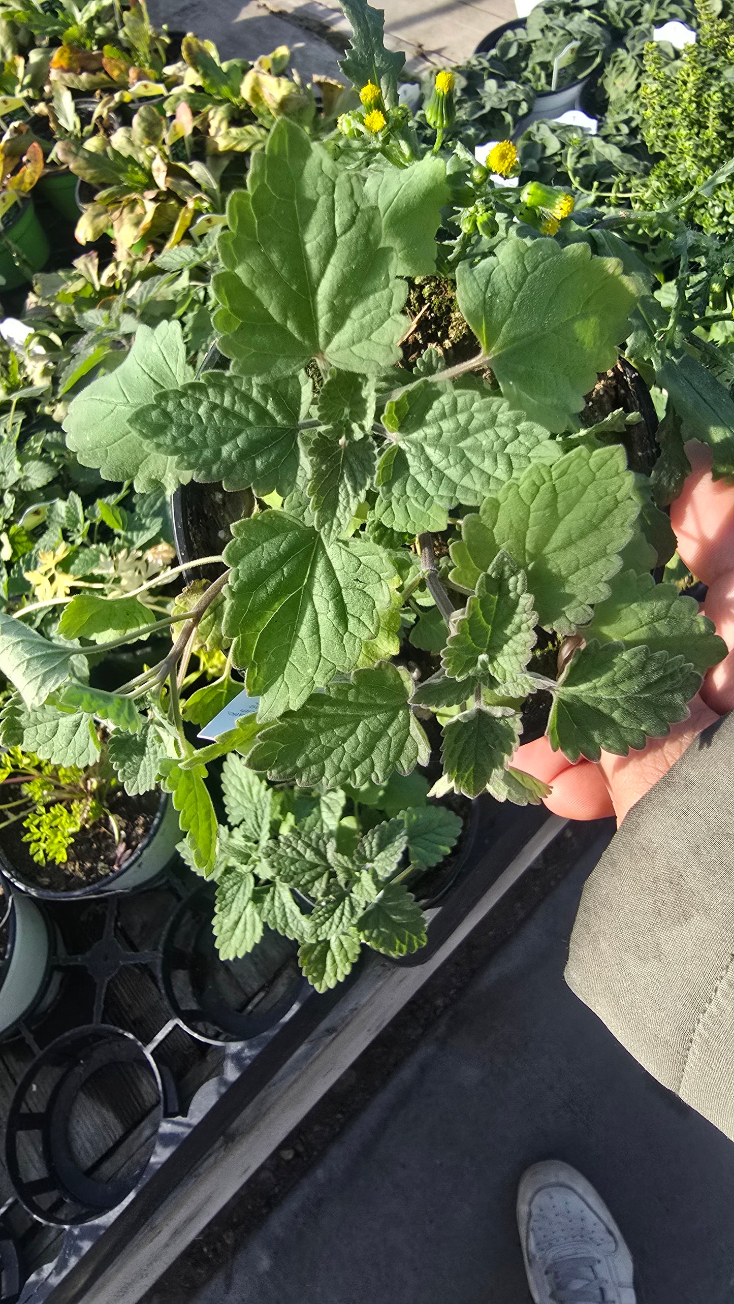 Catnip plant Nepeta cataria in 4 inch pot - Get similar - 🪴 Voelk Art & Plants Inc 🪴