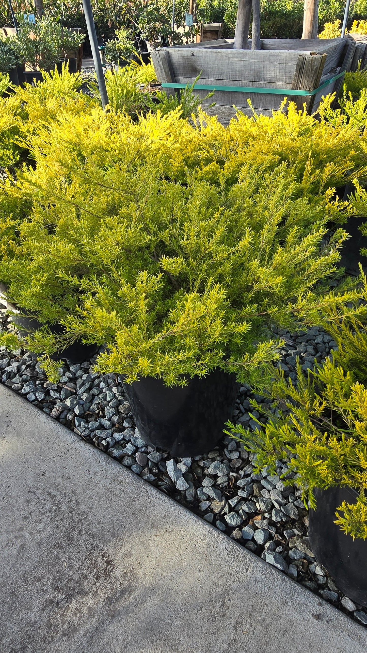 Coleonema pulchellum 'Sunset Gold' 5 gallon pot - Get similar - 🪴 Voelk Art & Plants Inc 🪴