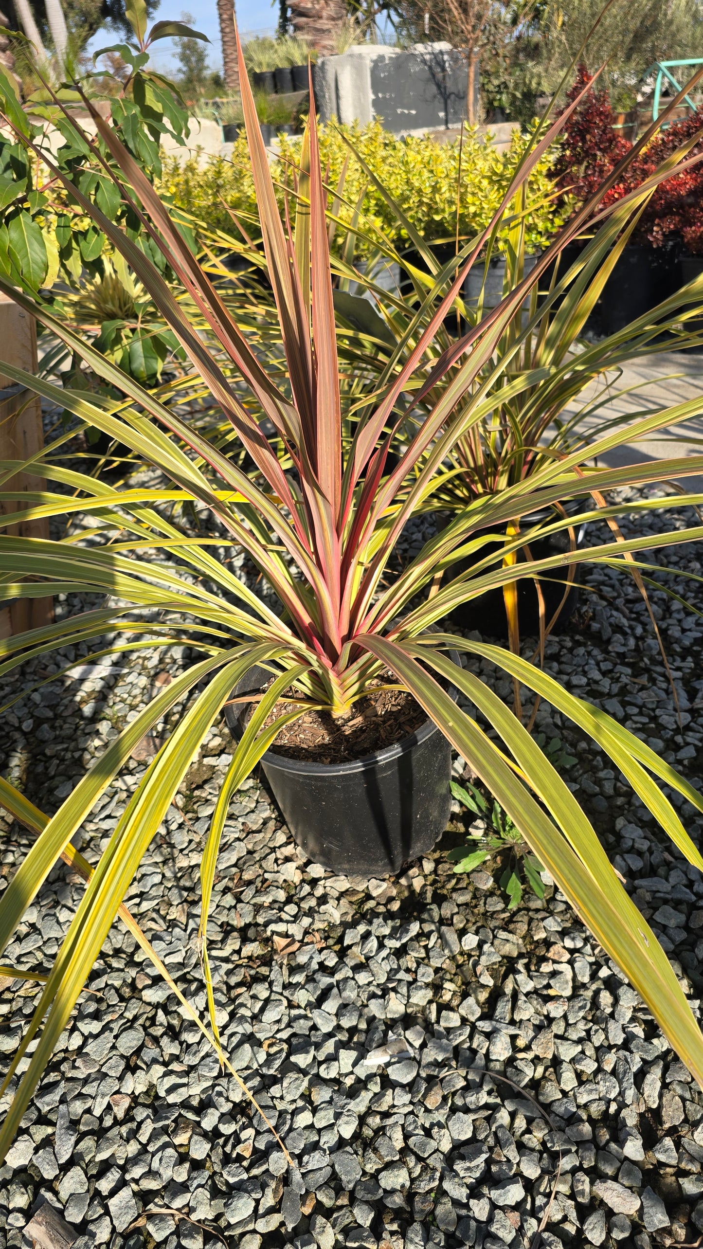 Cordyline Can Can Bush 5 gallon pot - Get similar - 🪴 Voelk Art & Plants Inc 🪴